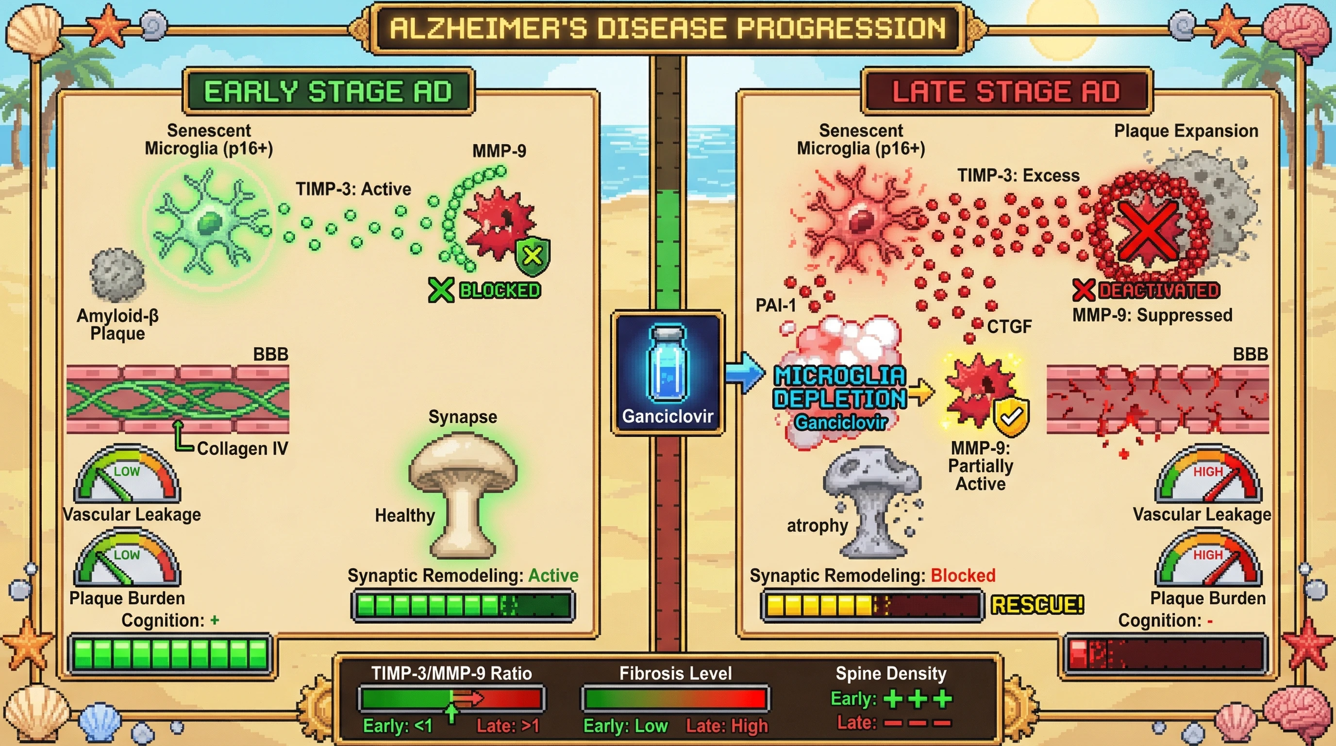 Infographic for: Temporal Duality of Senescent Microglia in Alzheimer's Disease: Early Protective TIMP‑3 Secretion versus Late‑Stage Matrix Rigidity