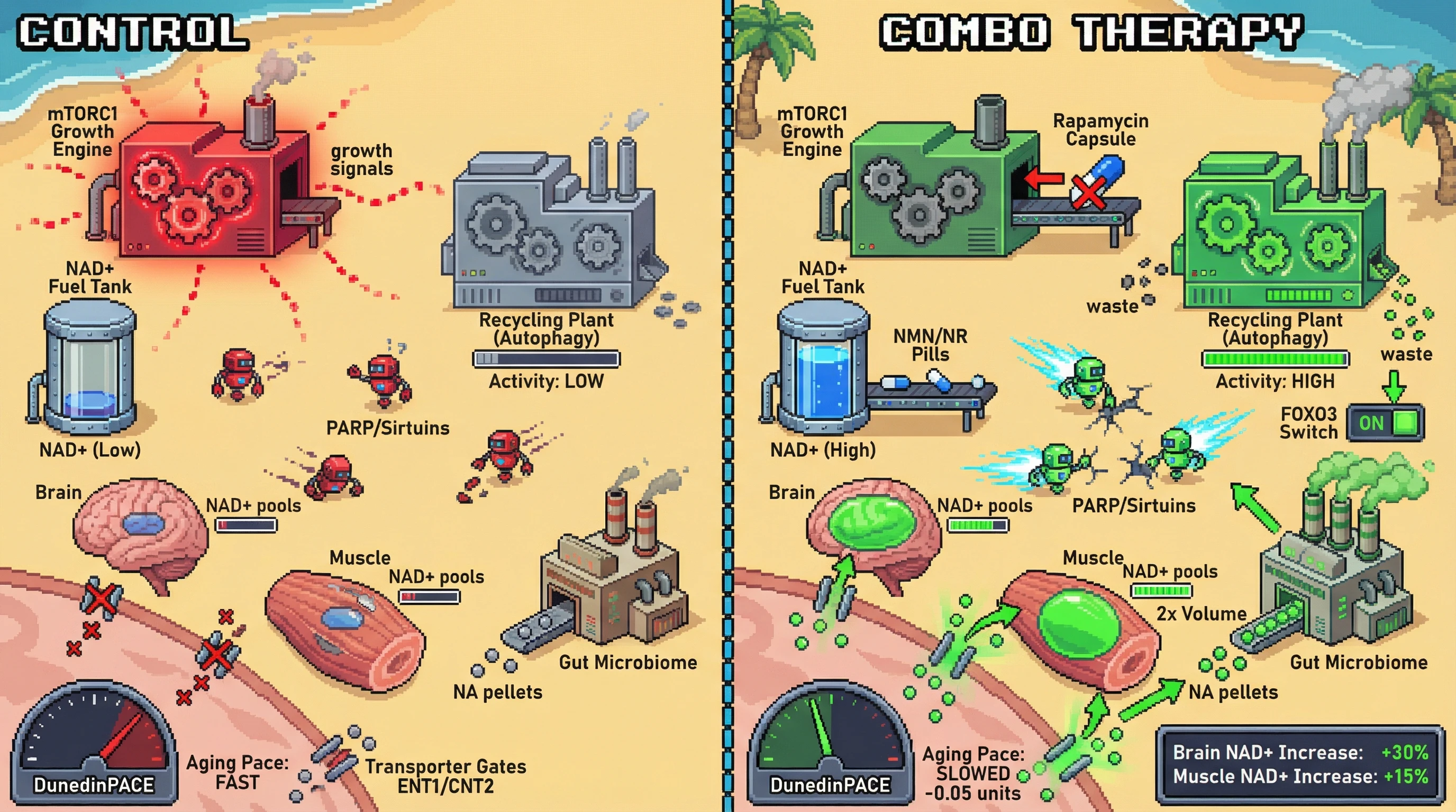 Infographic for: Quarterly NAD+ precursor and intermittent rapamycin co‑administration boosts tissue NAD+ and decelerates DunedinPACE