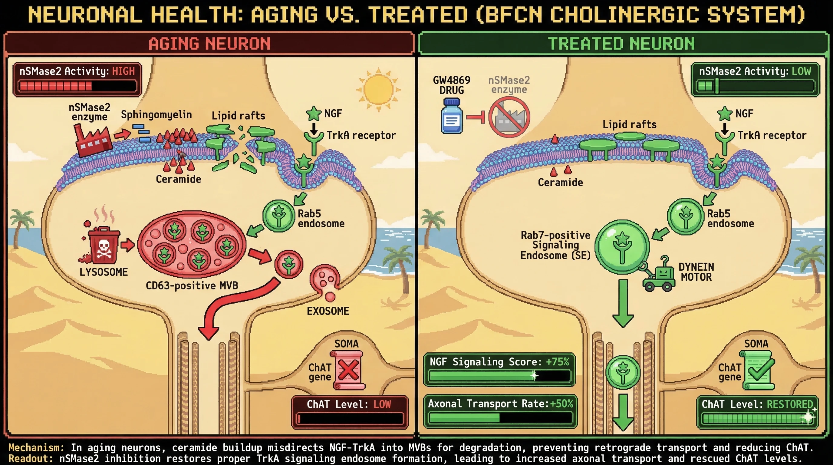 Infographic for: Ceramide-Induced Misrouting of TrkA: A Lipid Raft Hypothesis for NGF Retrograde Transport Failure in Aging Cholinergic Neurons