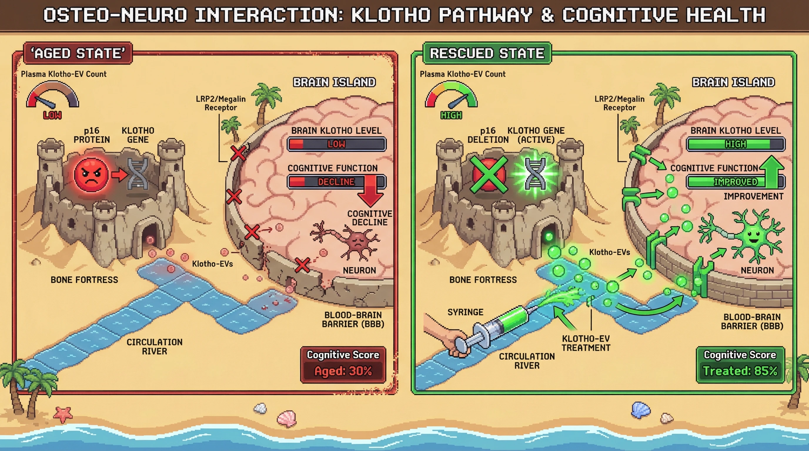 Mechanism: Increased p16 in aged osteocytes suppresses Klotho-EV secretion, leading to reduced brain Klotho levels and cognitive decline, exacerbated by a leaky blood-brain barrier. Readout: Readout: Osteocyte-specific p16 deletion or Klotho-EV administration restores brain Klotho and improves cognitive function, increasing 'Cognitive Score' from 30% to 85%.