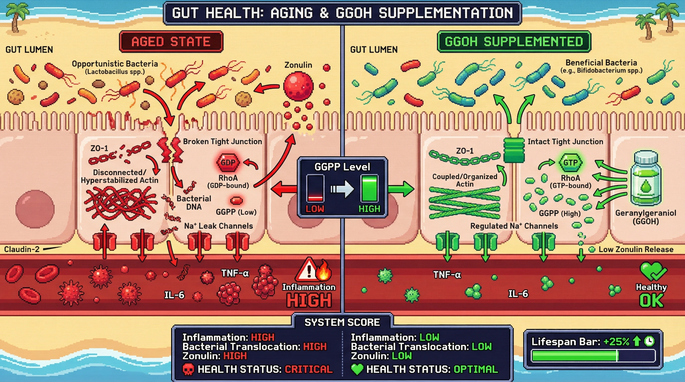 Infographic for: Geranylgeranyl Pyrophosphate Deficiency Drives Age‑Dependent ZO‑1 Actomyosin Uncoupling and Claudin‑2 Mediated Luminal Dysbiosis, Propagating Bacterial Translocation and Inflammaging