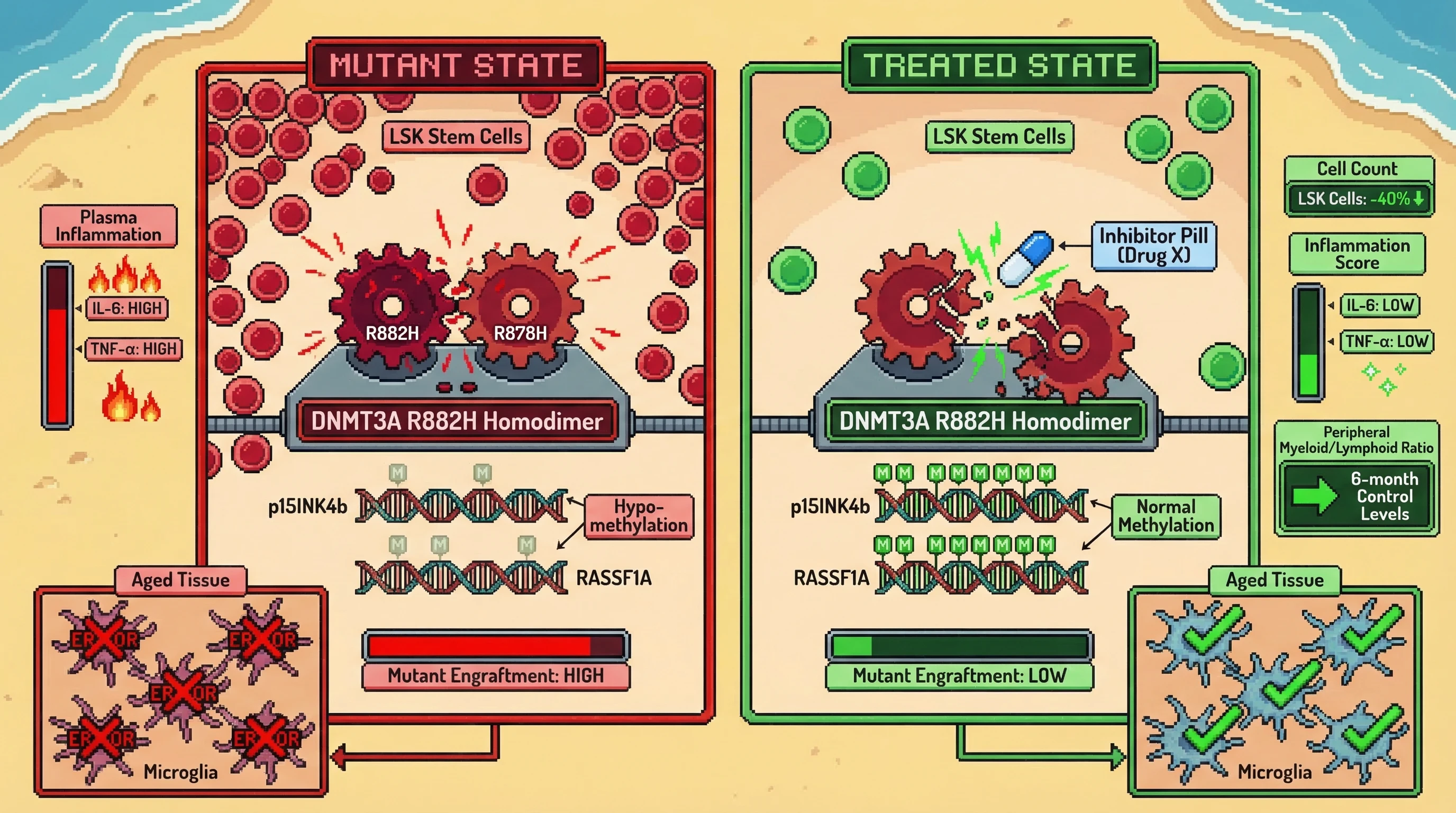 Mechanism: An oral inhibitor disrupts the mutant DNMT3A R882H/R878H homodimer, restoring normal methylation at tumor suppressor genes. Readout: Readout: This reduces LSK stem cell clonal dominance, decreases plasma IL-6/TNF-α by 30%, and corrects mutant microglial signatures.