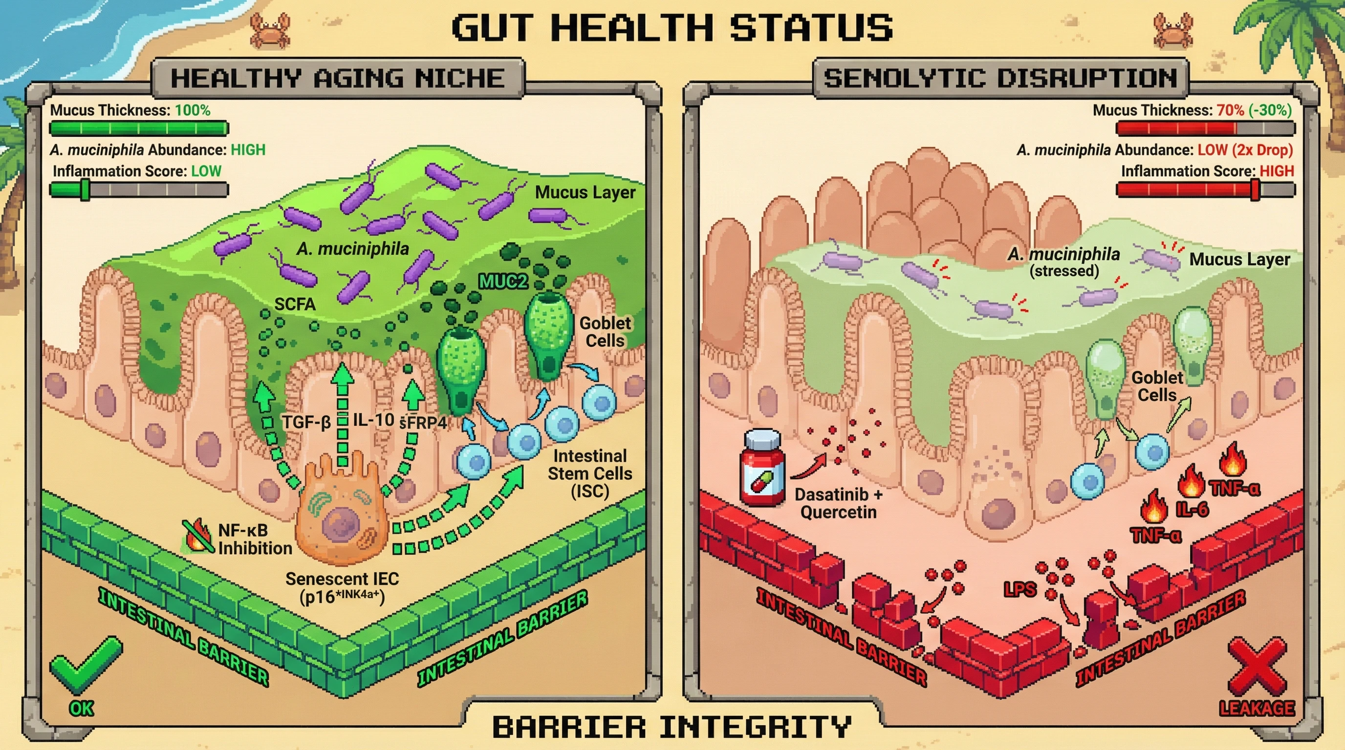 Infographic for: Senescent intestinal epithelial cells act as a mucin‑supportive niche that sustains Akkermansia muciniphila colonization and barrier integrity in aging