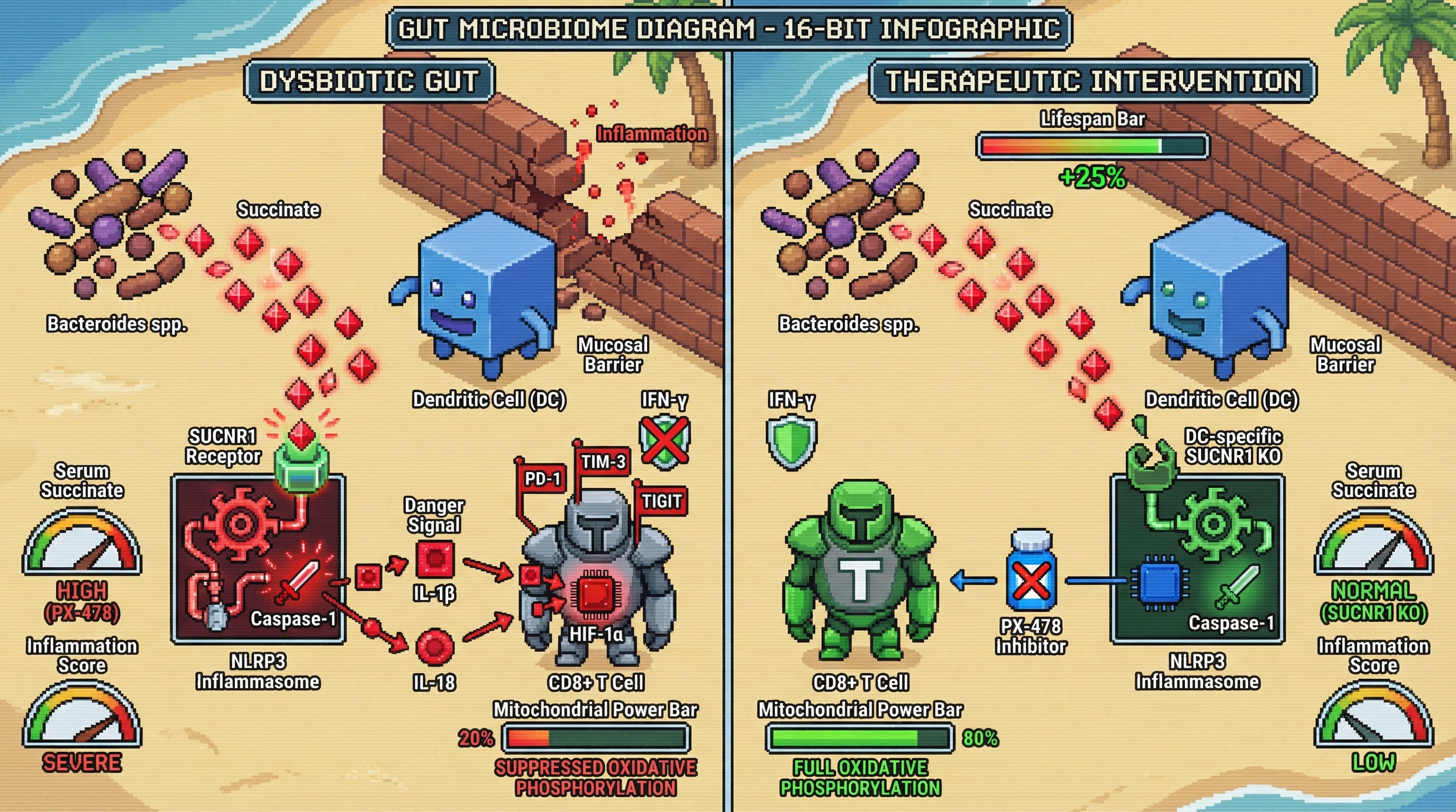 Infographic for: Gut-derived succinate drives NLRP3-dependent T-cell exhaustion via HIF-1α-mediated PD-1/TIM-3/TIGIT upregulation