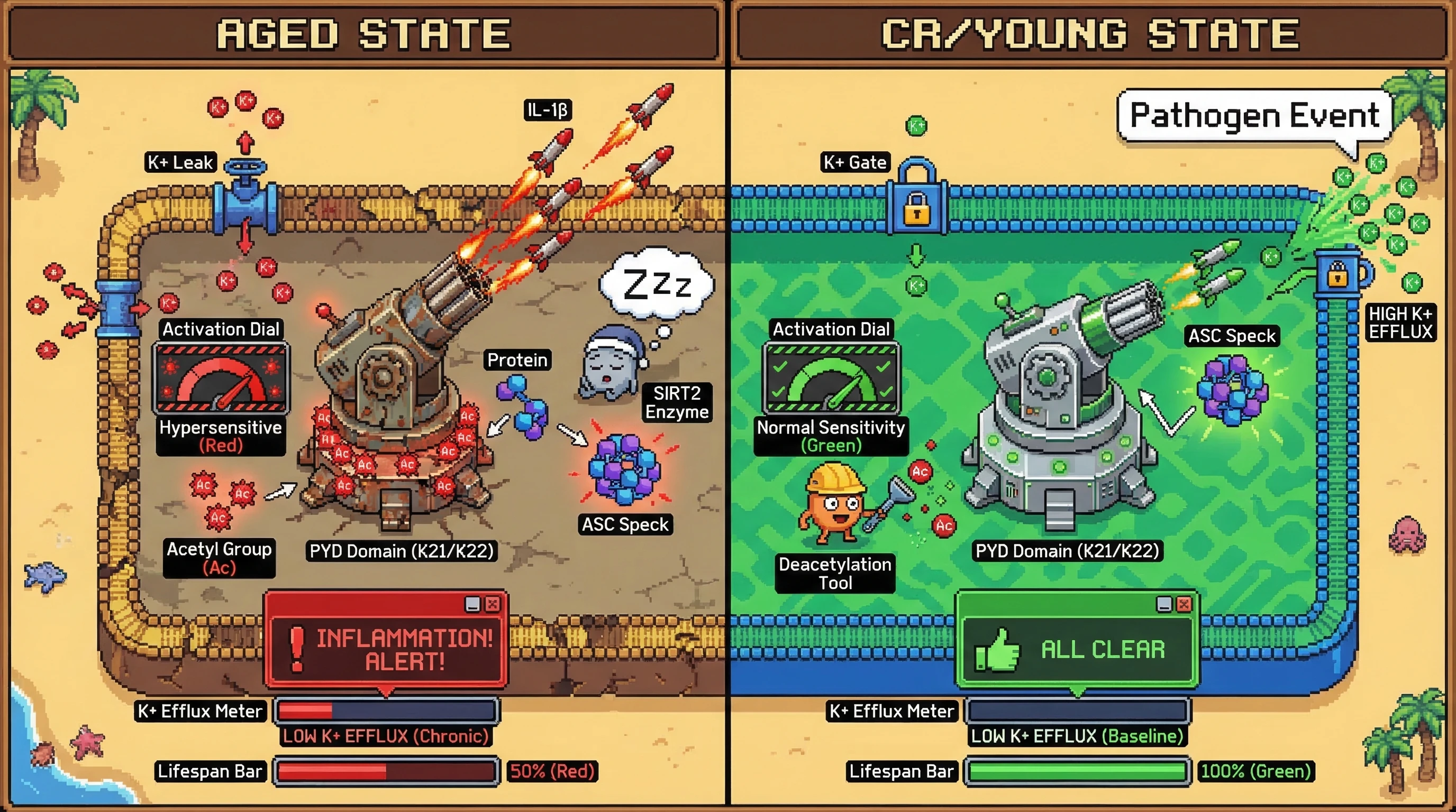 Infographic for: The Acetylation Rheostat: Does NLRP3 Sensitivity, Not Metabolic Signaling, Define the Longevity Benefits of Caloric Restriction?