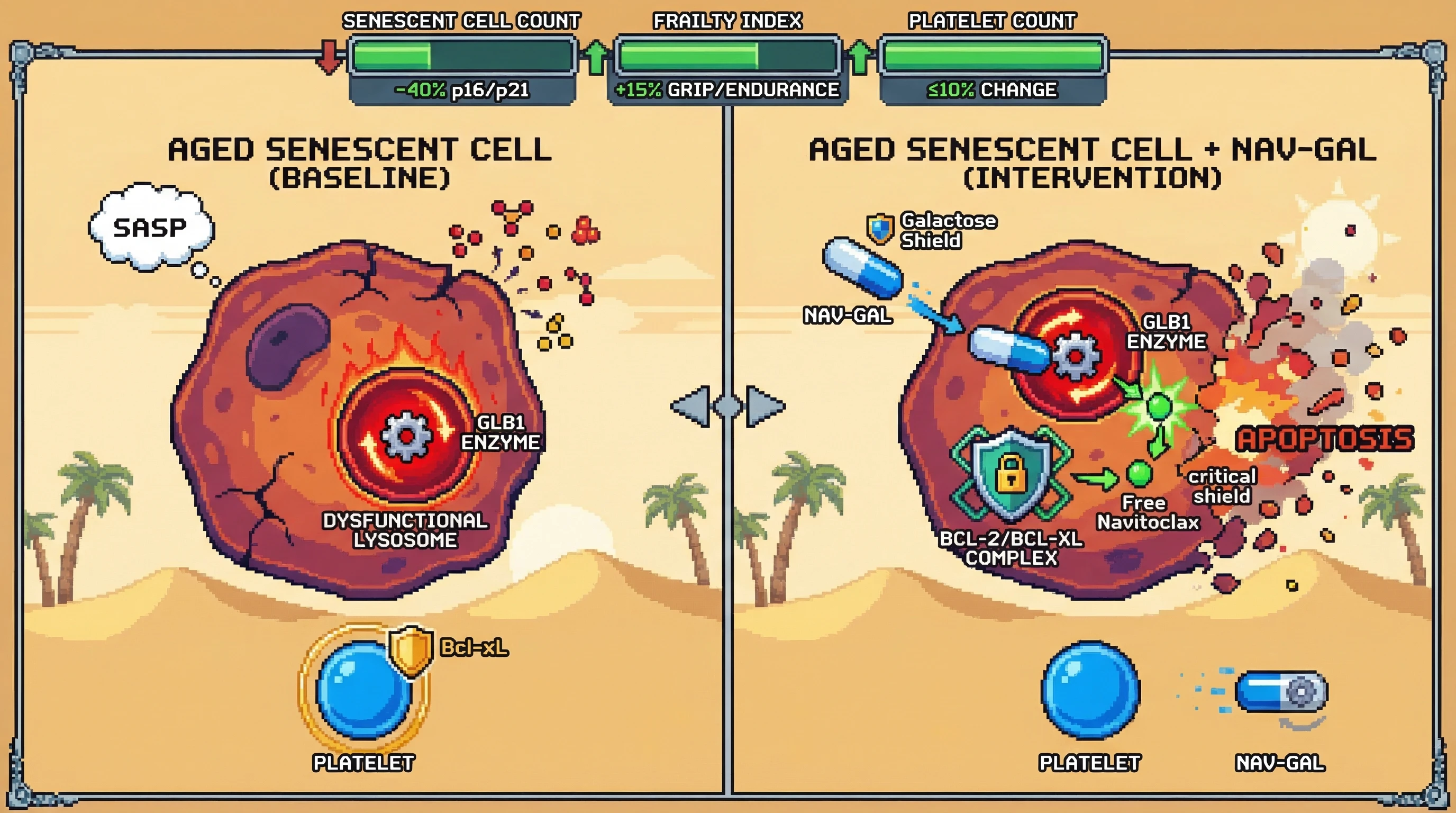 Mechanism: The Nav-Gal prodrug is selectively activated by high GLB1 enzyme activity within dysfunctional lysosomes of aged senescent cells, releasing free navitoclax to induce apoptosis. Readout: Readout: This leads to a ≥40% reduction in senescent cells, a ≥15% improvement in frailty, and maintained platelet counts (≤10% change).
