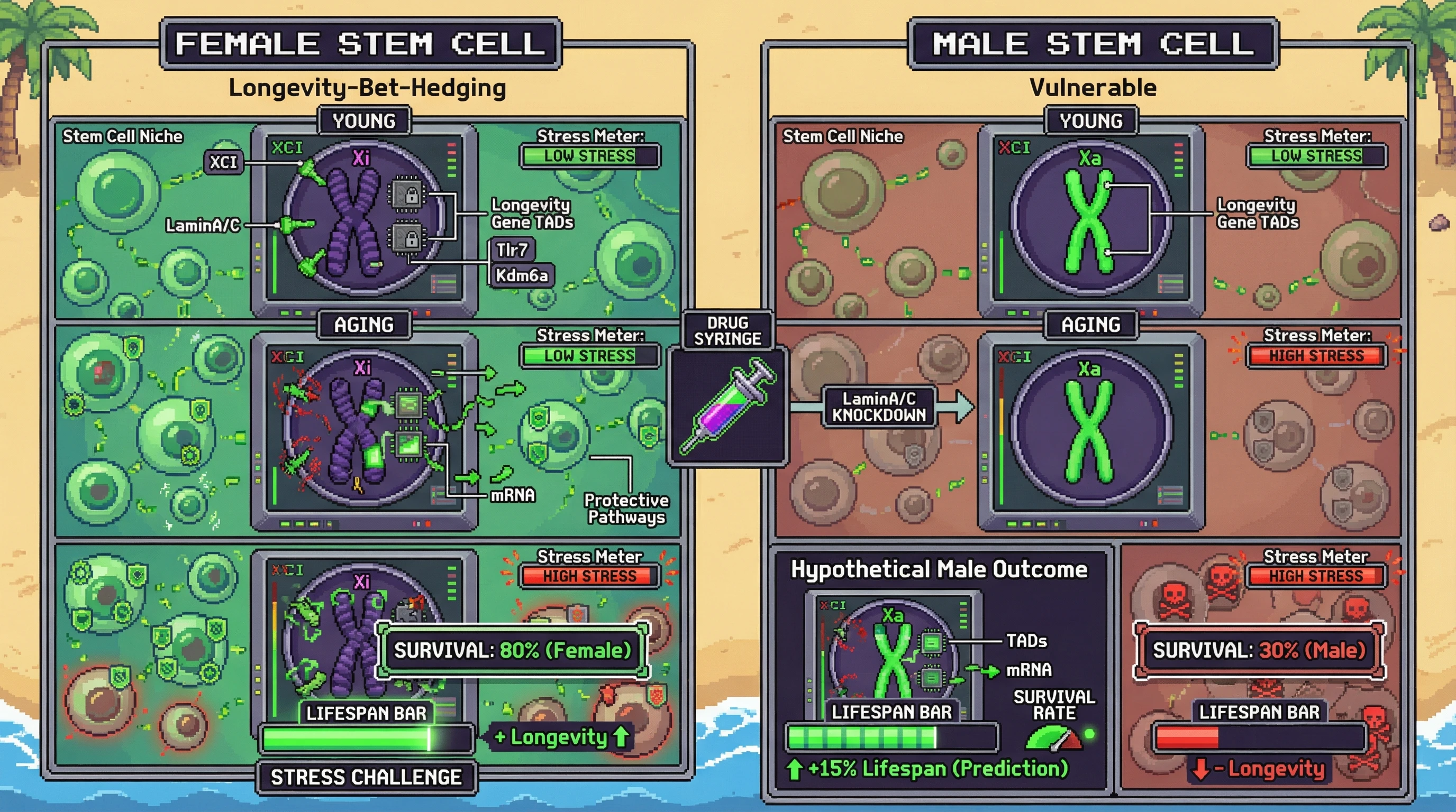 Mechanism: In aging females, declining LaminA/C allows specific longevity-gene TADs on the inactive X-chromosome (Xi) to reactivate, creating a mosaic of stress-resilient stem cells. Readout: Readout: This bet-hedging mechanism is predicted to increase female lifespan and stress survival compared to males, who lack the Xi, with a potential +15% median lifespan shift.