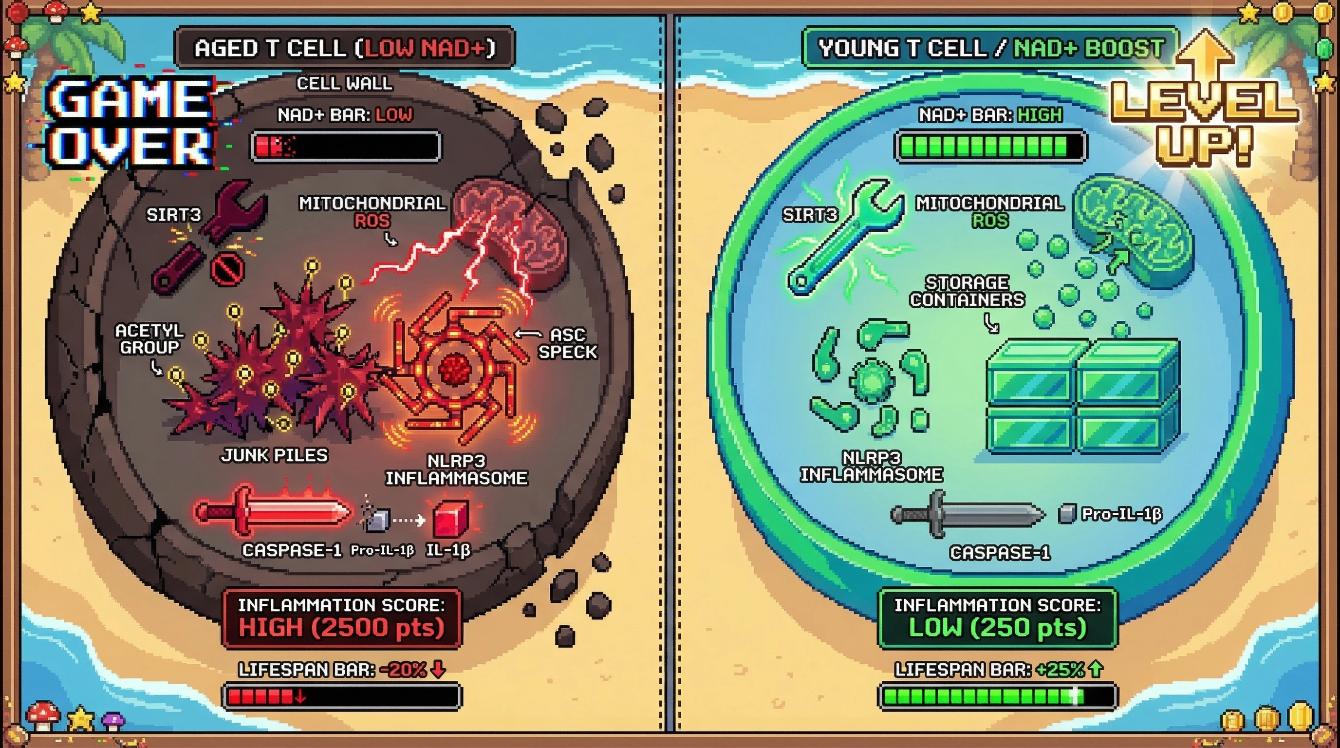 Mechanism: In aging T cells, low NAD+ reduces SIRT3 activity, leading to hyper-acetylated protein aggregates that activate the NLRP3 inflammasome. Readout: Boosting NAD+ restores SIRT3 activity, deacetylating aggregates and preventing NLRP3 activation.