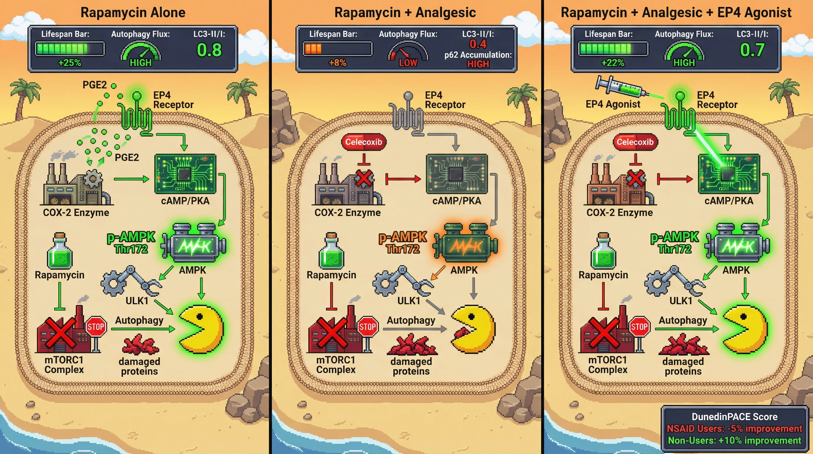 Infographic for: Analgesicattenuation of prostaglandin‑EP4‑AMPK signaling blunts rapamycin‑induced autophagy and lifespan extension