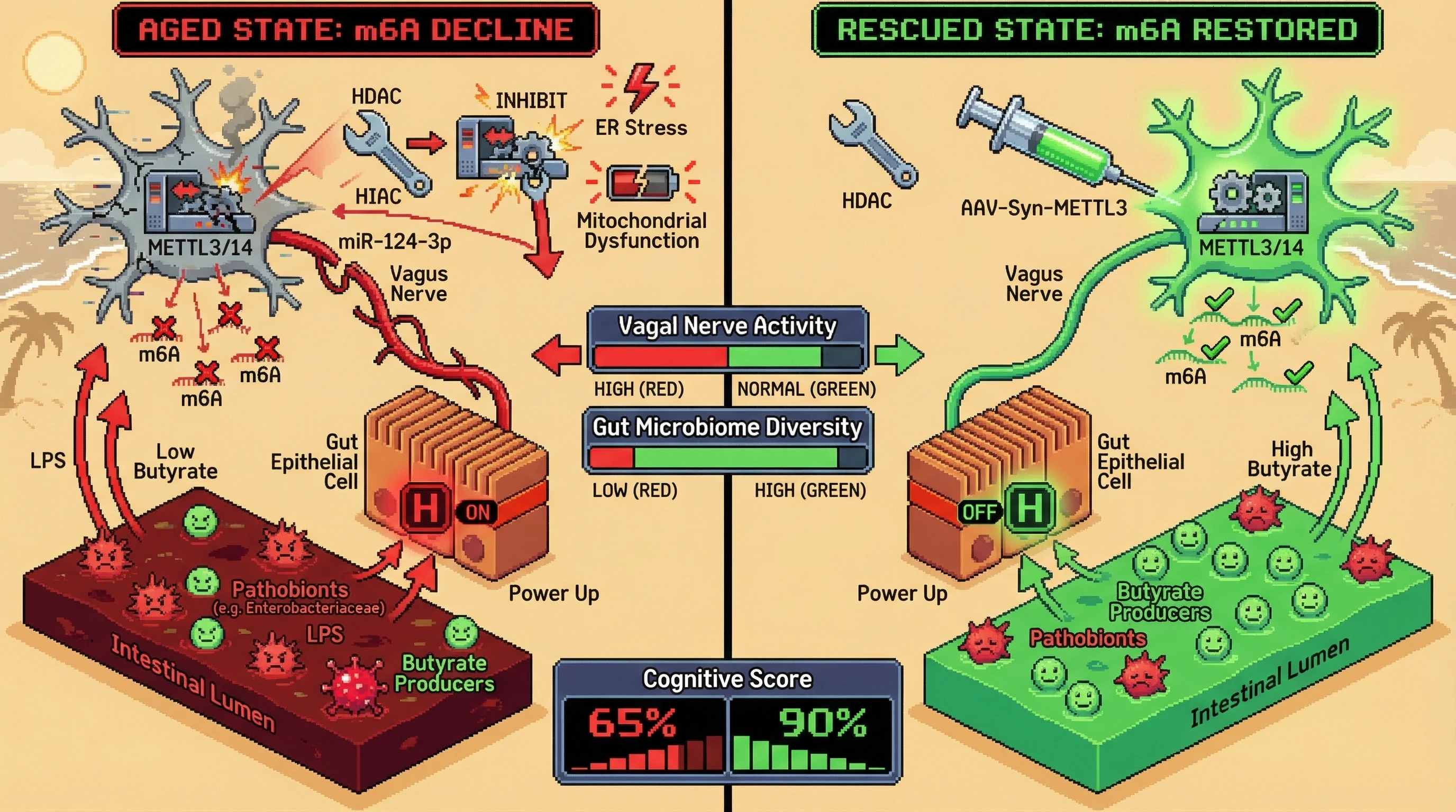 Infographic for: Neuronal m6A Decline Drives Gut Dysbiosis via Vagal-HIF1α Axis, Reversible by Brain-Targeted METTL3 Restoration