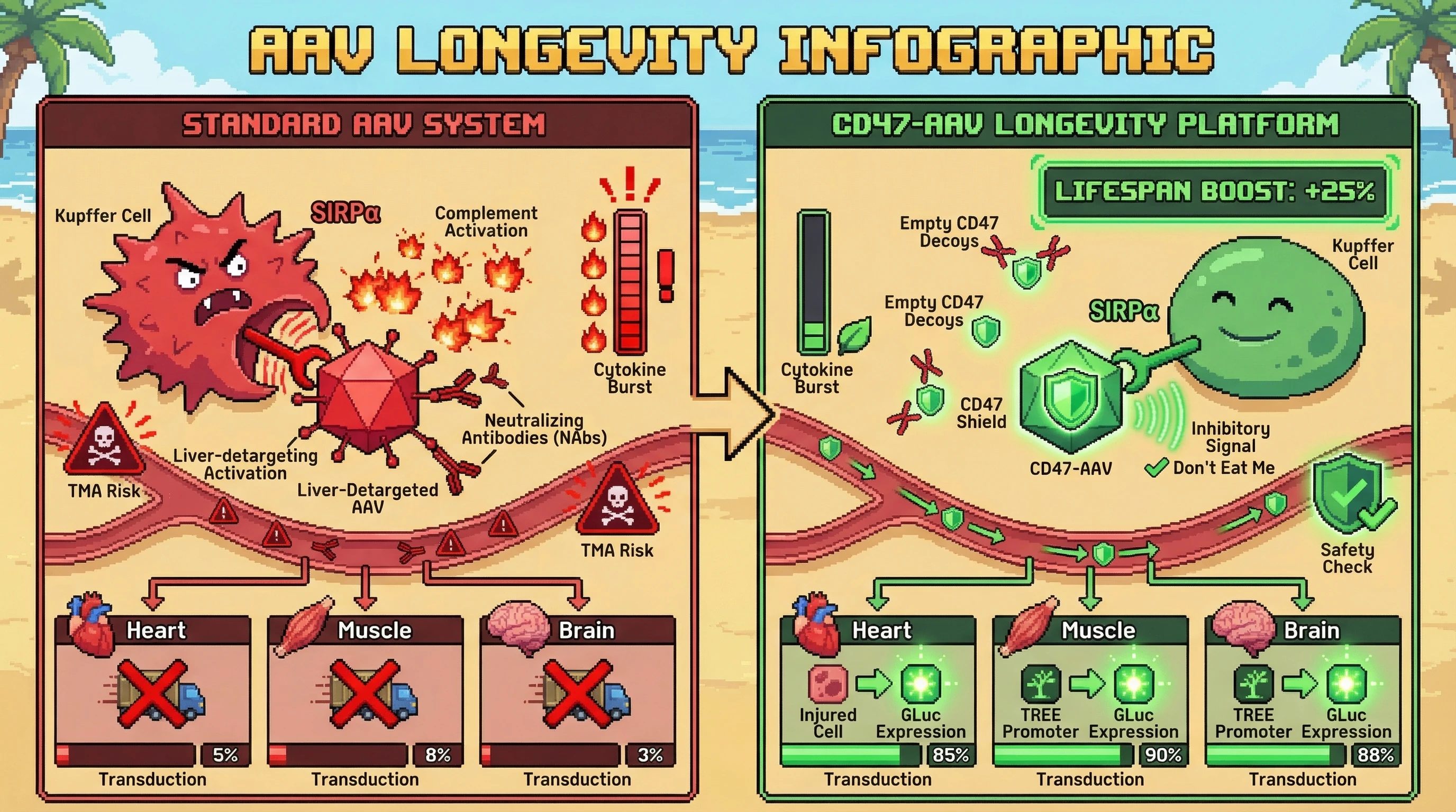 Mechanism: CD47-functionalized AAV capsids evade Kupffer cell phagocytosis and complement activation, while TREE promoters target transgene expression to injured tissues. Readout: Readout: This leads to multi-tissue transduction, reduced TMA risk, and a significant 'LIFESPAN BOOST' in the longevity intervention platform.
