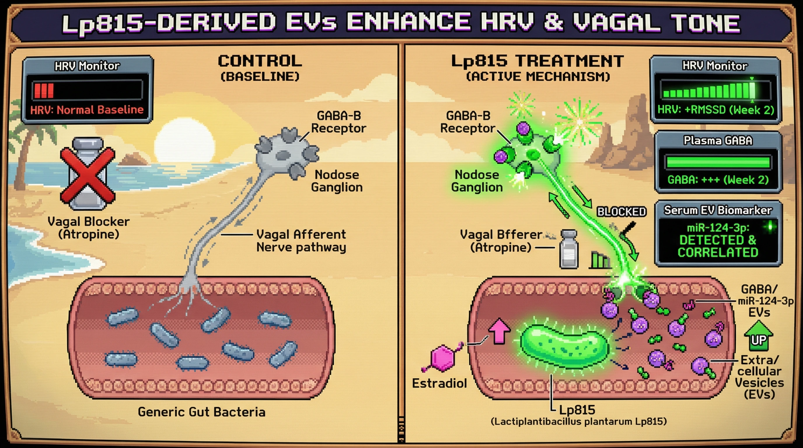 Mechanism: Lactiplantibacillus plantarum Lp815 releases GABA-enriched extracellular vesicles that activate vagal afferents, increasing parasympathetic tone. Readout: Readout: This leads to a significant rise in RMSSD (HRV) by week 2, alongside increased plasma GABA and detectable serum miR-124-3p.