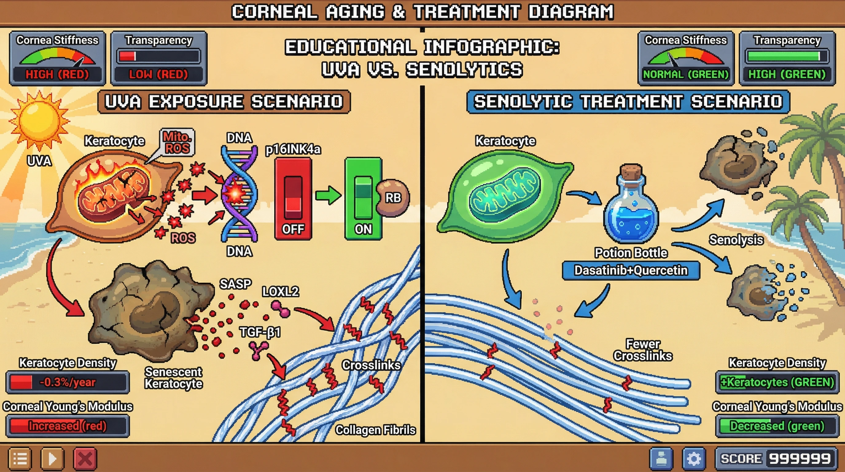 Mechanism: Chronic UVA exposure triggers mitochondrial ROS in keratocytes, activating p16INK4a-driven senescence and SASP release (LOXL2), which accelerates collagen crosslinking and stromal stiffening. Readout: Readout: Senolytic treatment reduces keratocyte senescence markers, decreases corneal Young's modulus, and improves transparency metrics.