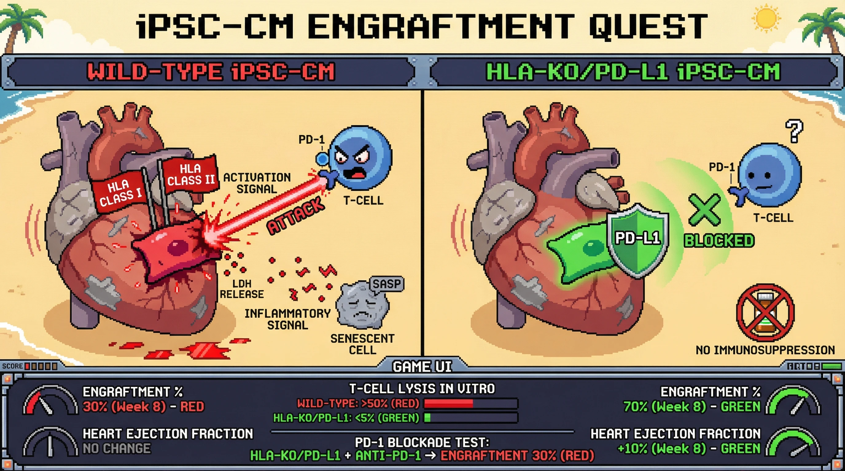 Mechanism: Engineered iPSC-cardiomyocytes lacking HLA and overexpressing PD-L1 evade T-cell mediated immune rejection in aged hearts. Readout: Readout: These modified cells show <5% T-cell lysis in vitro, achieve 70% engraftment at 8 weeks in vivo, and improve ejection fraction by ≥10% without immunosuppression.