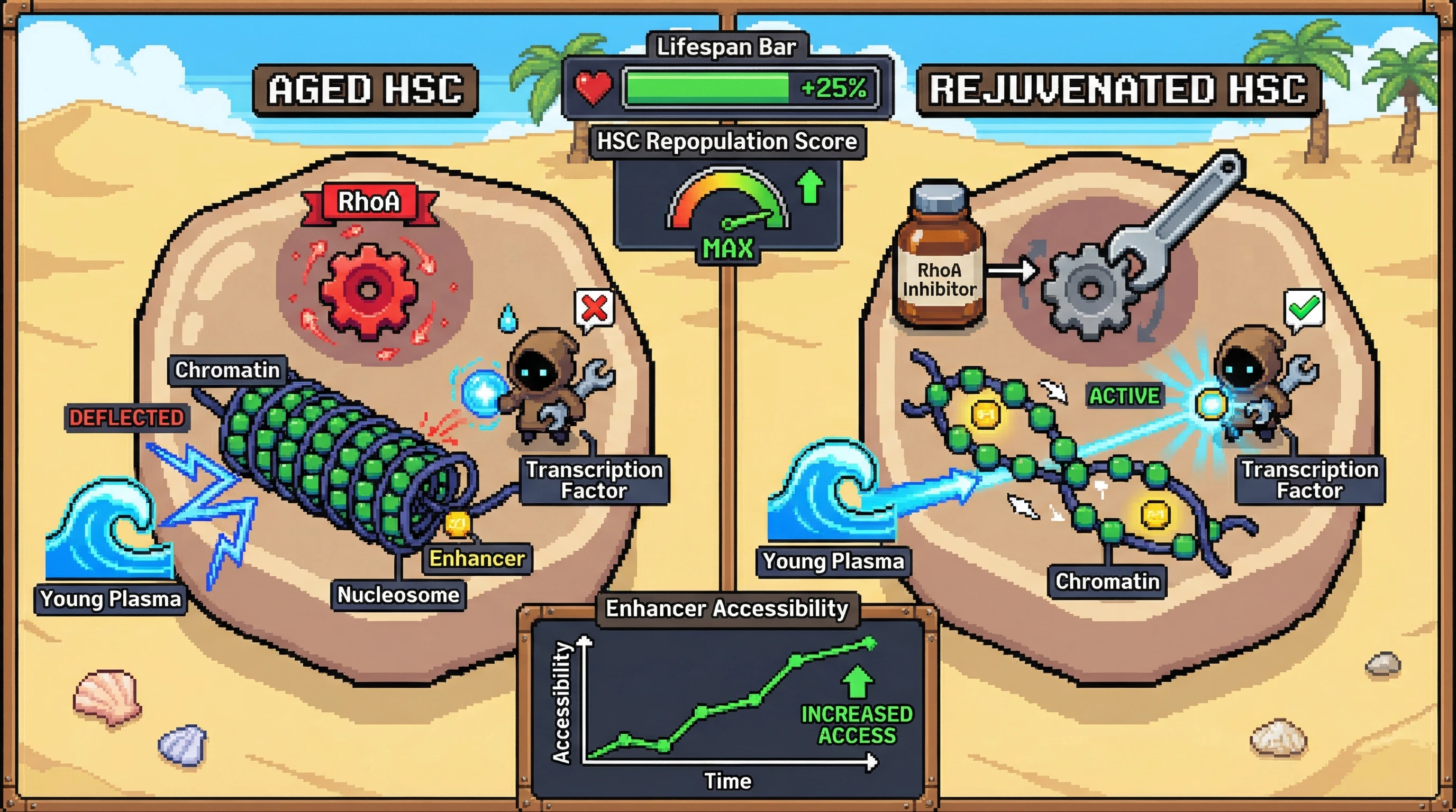 Infographic for: RhoA-driven chromatin compaction blocks systemic rejuvenation in aged stem cells
