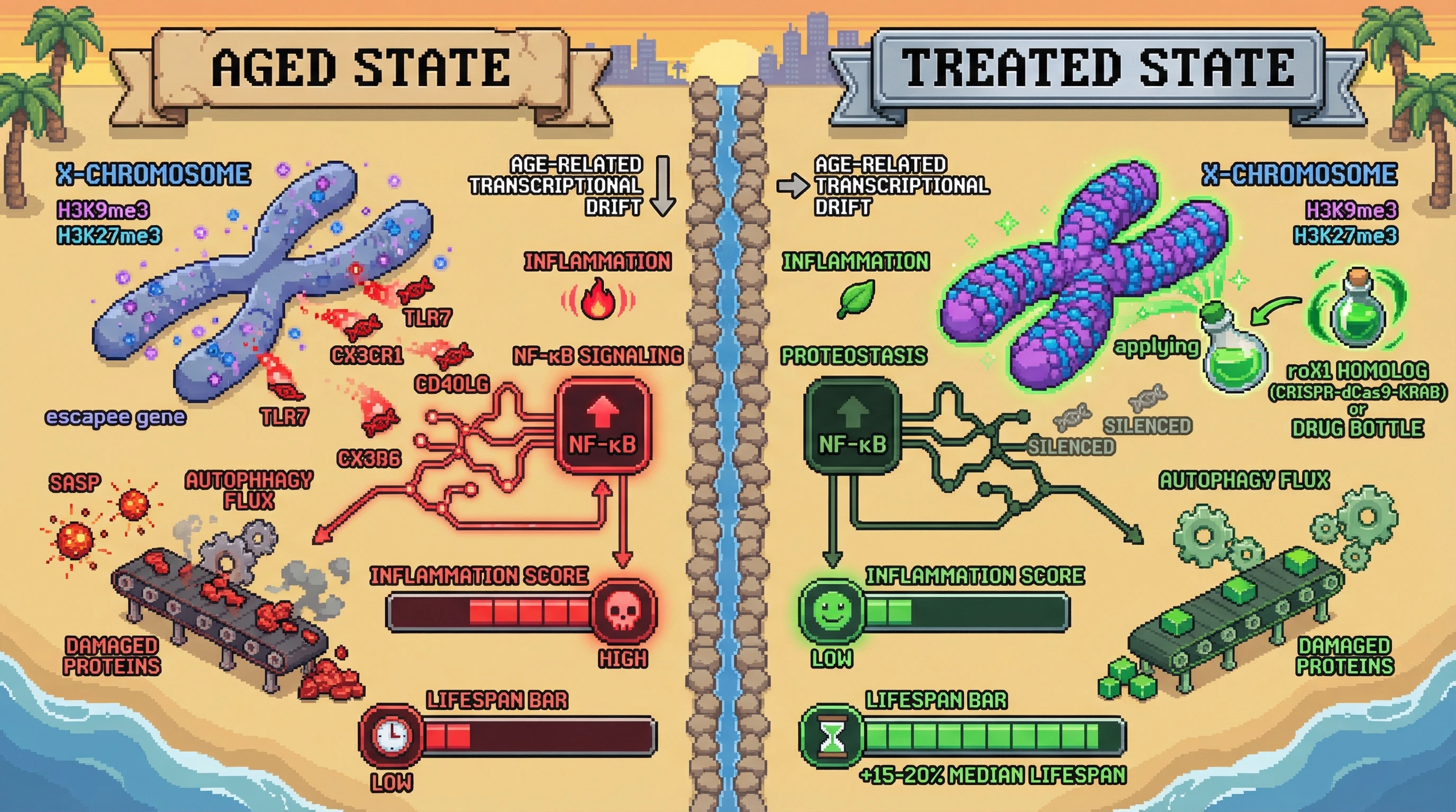 Mechanism: Pharmacological stabilization of X-chromosome inactivation (Xi) prevents the age-dependent escape of immune-regulatory genes, thereby dampening chronic inflammation and restoring autophagy. Readout: Readout: This intervention reduces inflammation scores and extends median lifespan by 15-20% in mice.