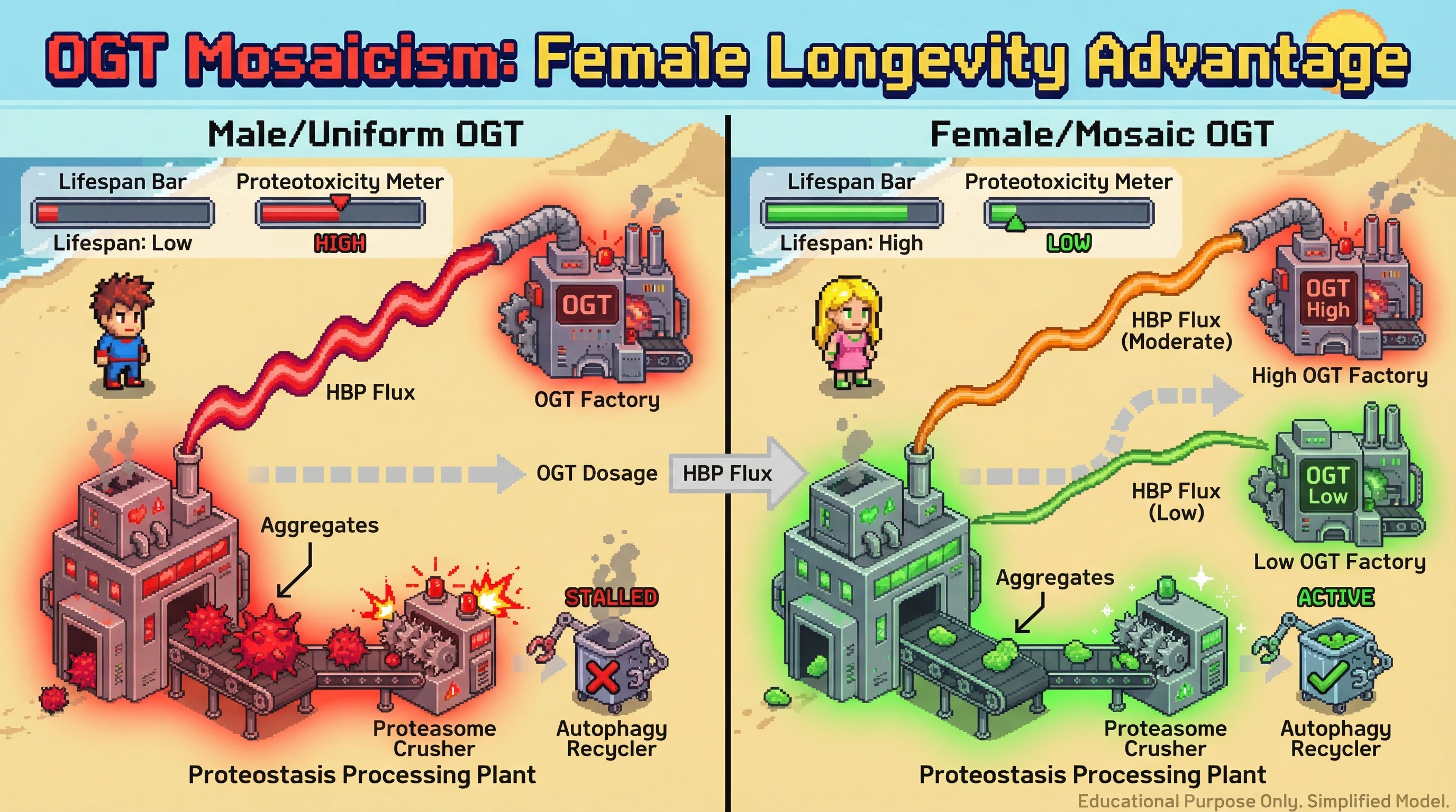 Infographic for: Escapee‑Driven OGT Mosaicism as the Mechanism Behind the Female Longevity Advantage