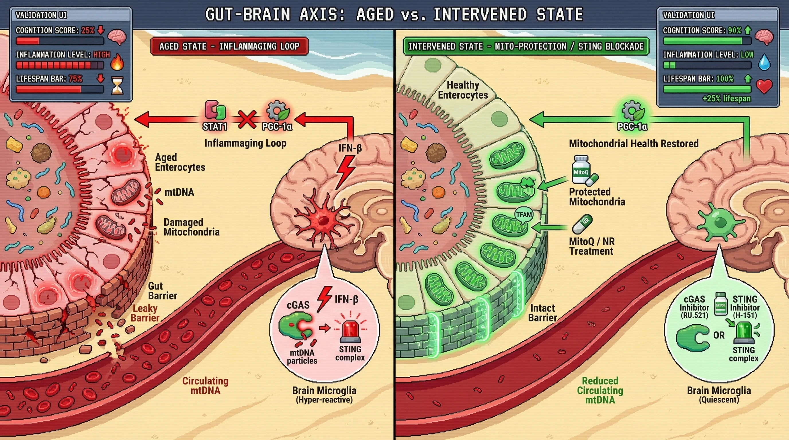 Mechanism: Age-related gut mitochondrial damage releases mtDNA, activating brain microglial cGAS-STING and driving neuroinflammation. Readout: Readout: Interventions like mitochondrial protection or cGAS/STING blockade reduce inflammation and improve cognition and lifespan.