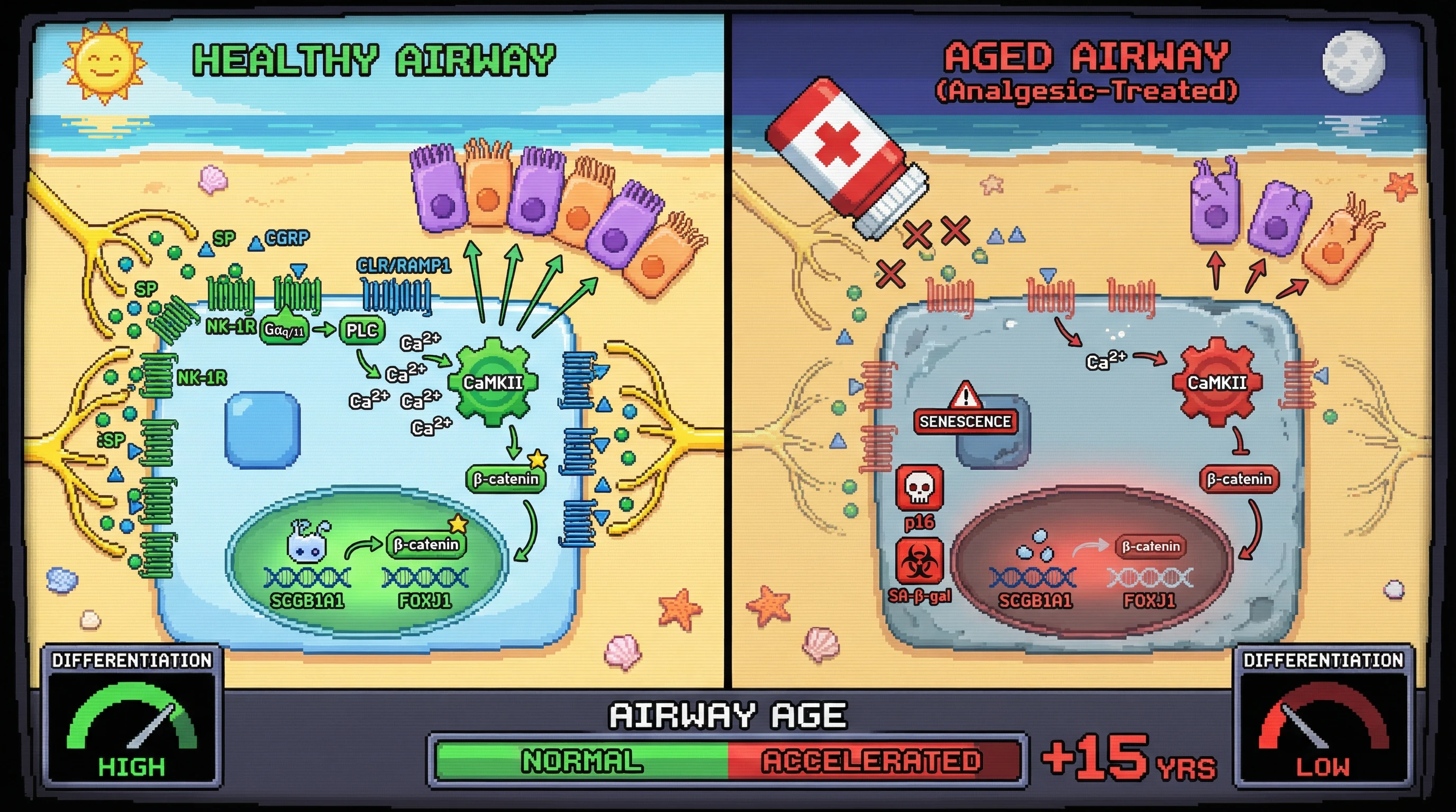 Infographic for: Chronic analgesic suppression of substance P and CGRP signaling accelerates airway aging by disrupting basal stem cell Wnt/β-catenin homeostasis