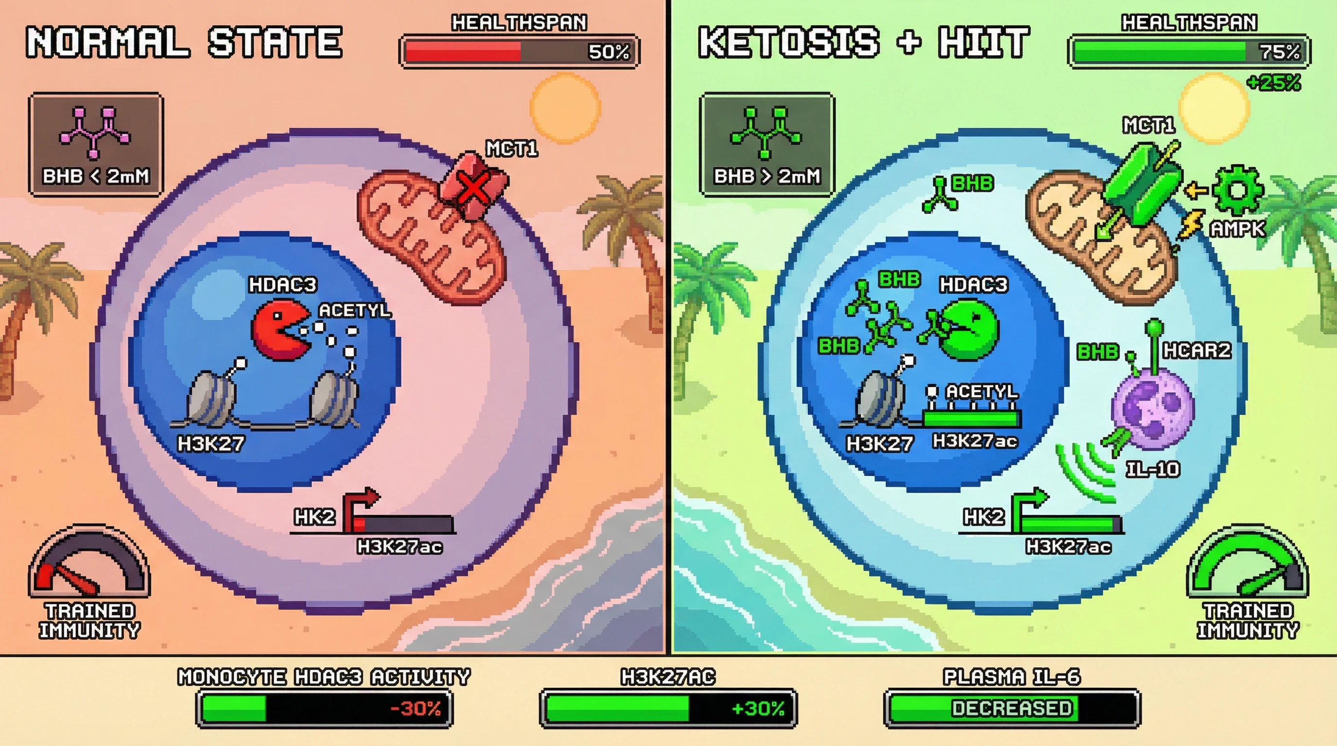 Mechanism: Combined ketosis and high-intensity exercise elevates nuclear BHB, selectively inhibiting HDAC3 in monocytes and boosting H3K27 acetylation at glycolytic gene promoters, fostering trained immunity. Readout: Readout: This leads to a 30% increase in monocyte H3K27ac and a decrease in HDAC3 activity, alongside reduced plasma IL-6 and an improved healthspan score.