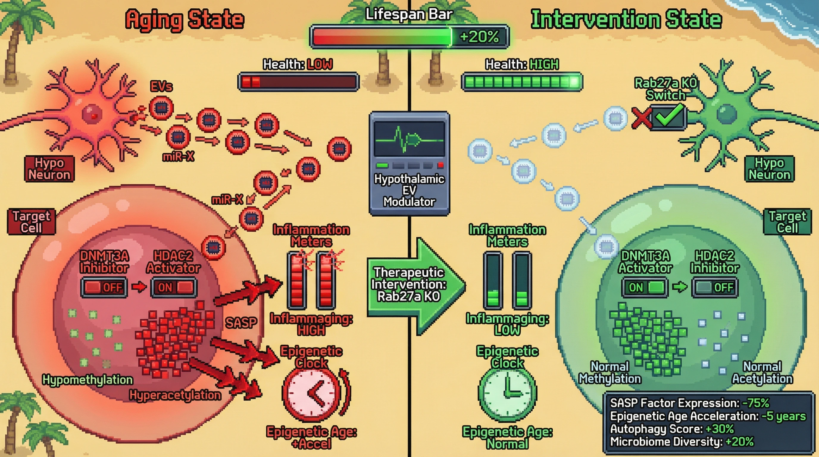 Infographic for: Hypothalamic extracellular vesicles as a master regulator coordinating epigenetic drift and inflammaging