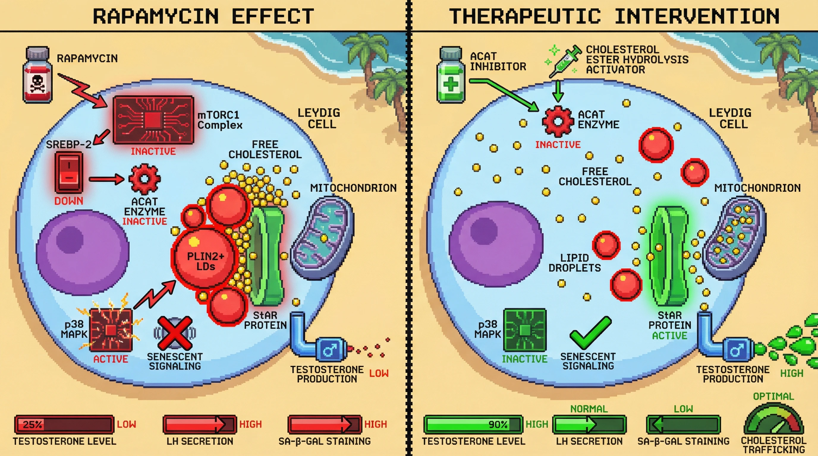 Infographic for: Rapamycin-induced cholesterol sequestration in Leydig cells creates a functional StAR bottleneck that mimics age-related testosterone decline without clearing senescent burden