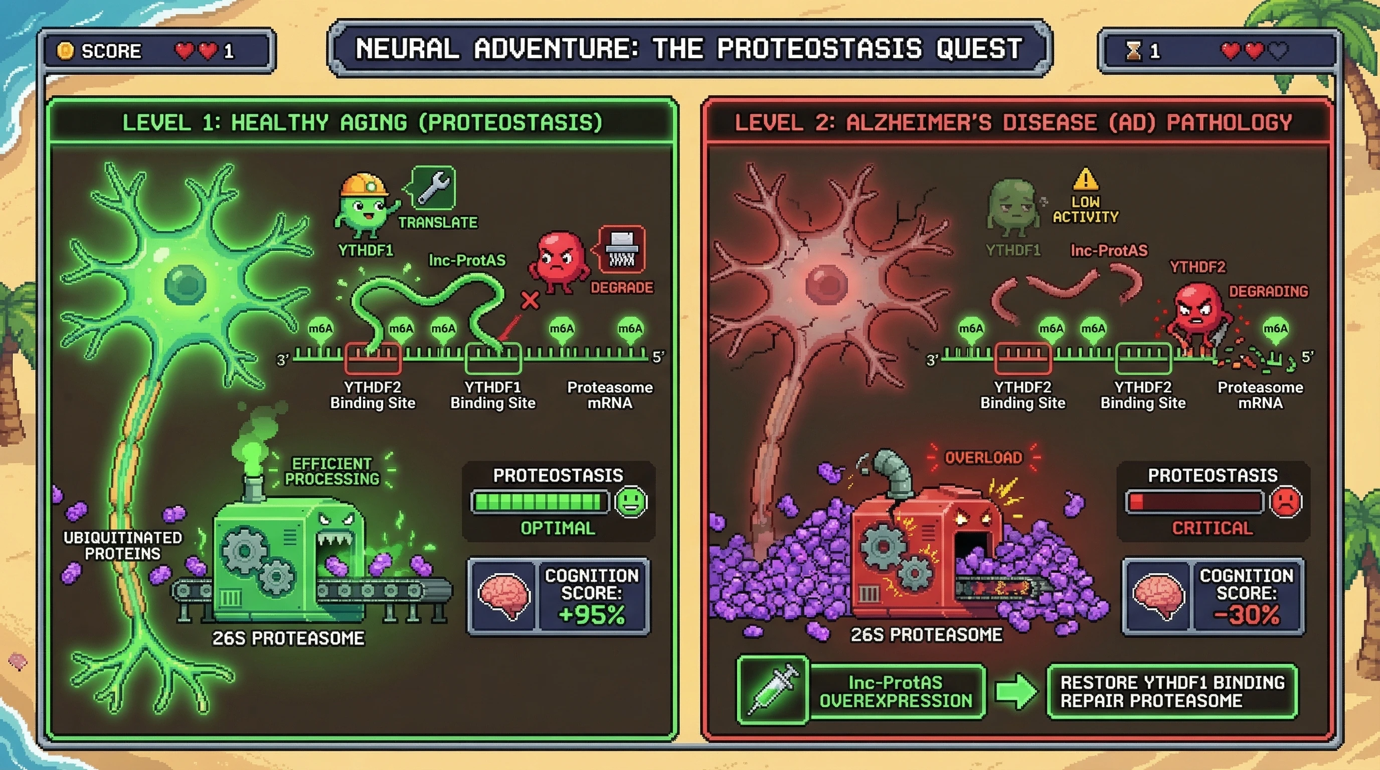 Infographic for: Age‑Dependent m6A Switch Governs Proteasome Subunit Translation via YTHDF1/YTHDF2 Competition in Neurons