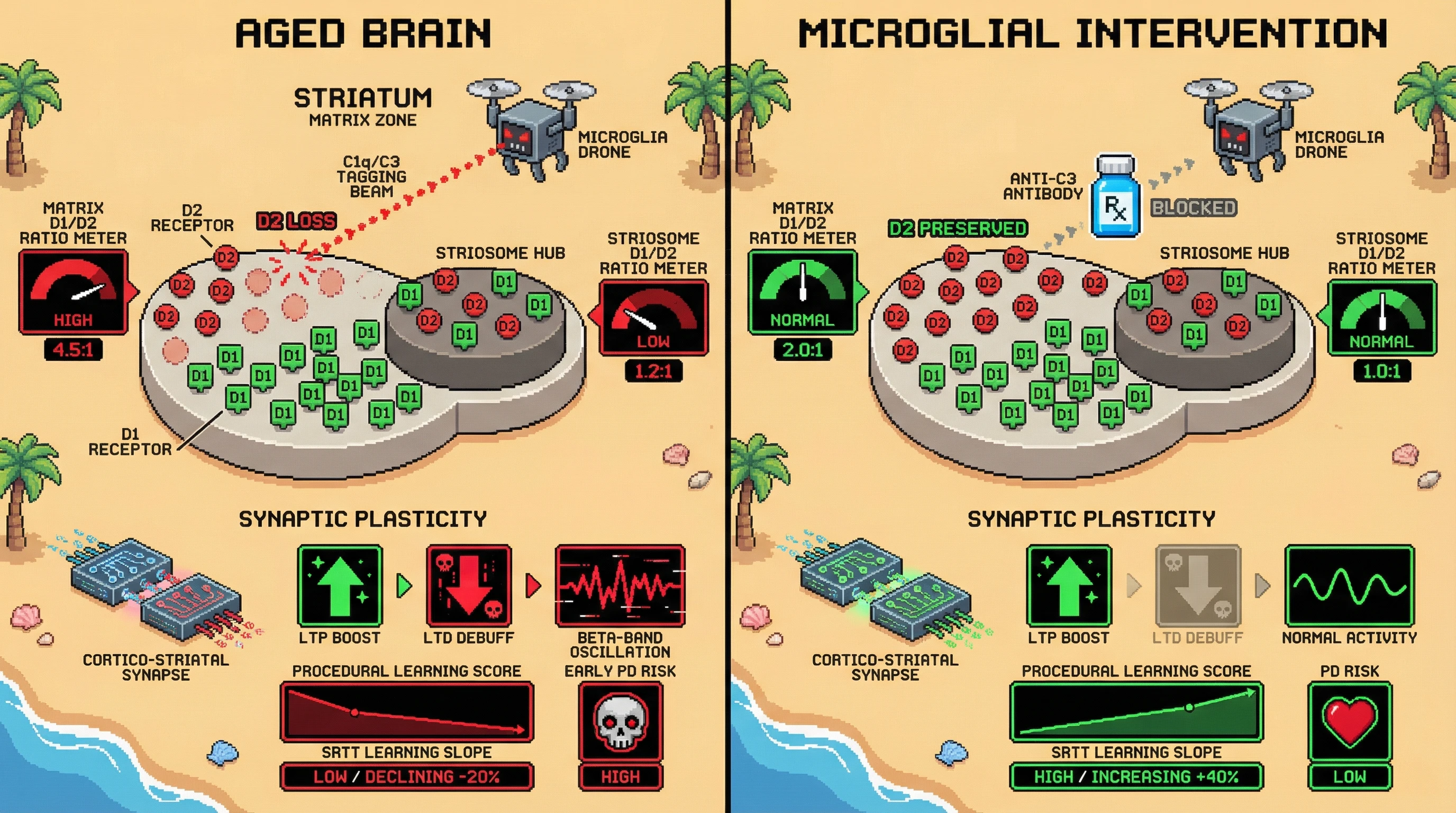 Infographic for: Age-dependentD1/D2 receptor ratio drift in striatal compartments predicts procedural learning decline and Parkinson's conversion