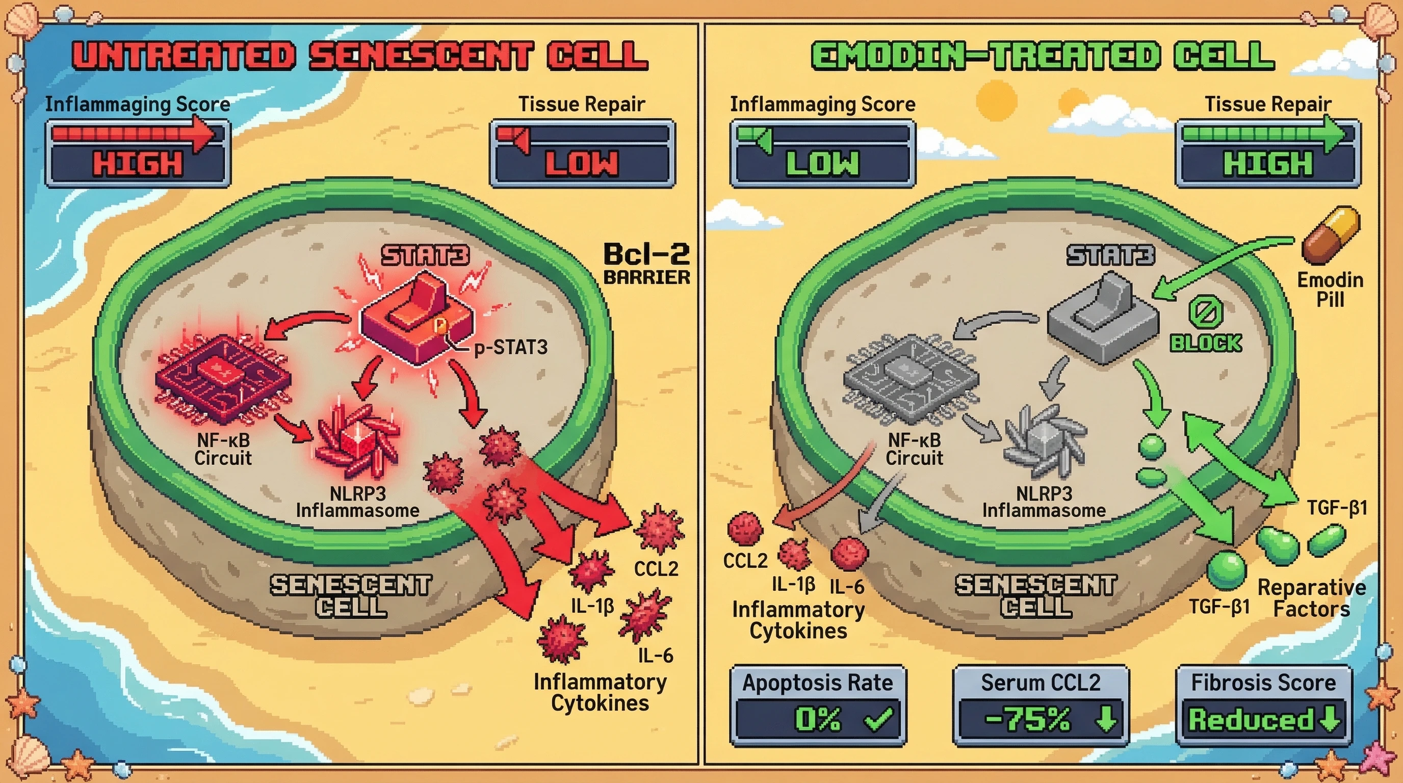 Infographic for: Emodin as a senomorphic agent that shifts the senescence-associated secretome from inflammatory to tissue‑reparative via STAT3‑CCL2 axis inhibition