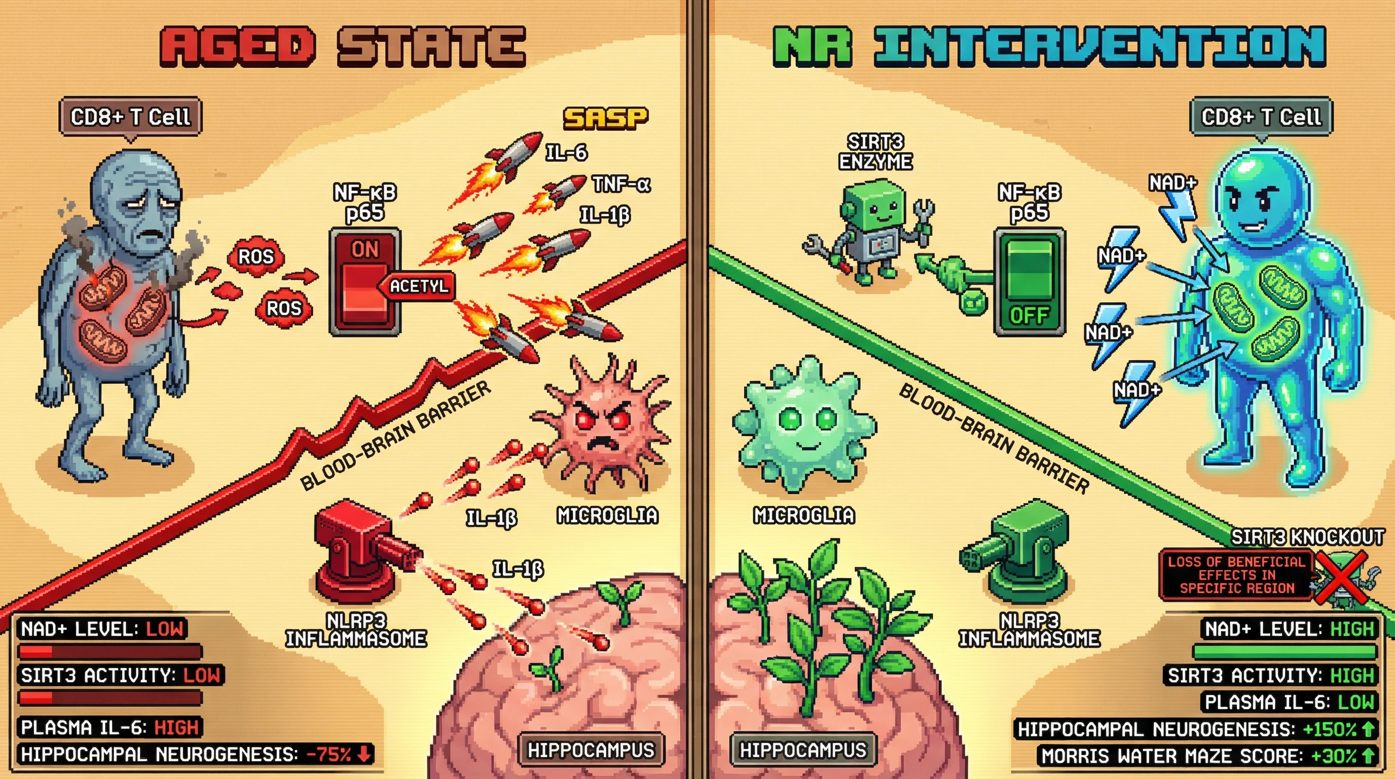 Infographic for: Reprogramming mitochondrial NAD+ metabolism in circulating CD8+ memory T cells attenuates senescence-associated secretory phenotype and rescues hippocampal neurogenesis in aging