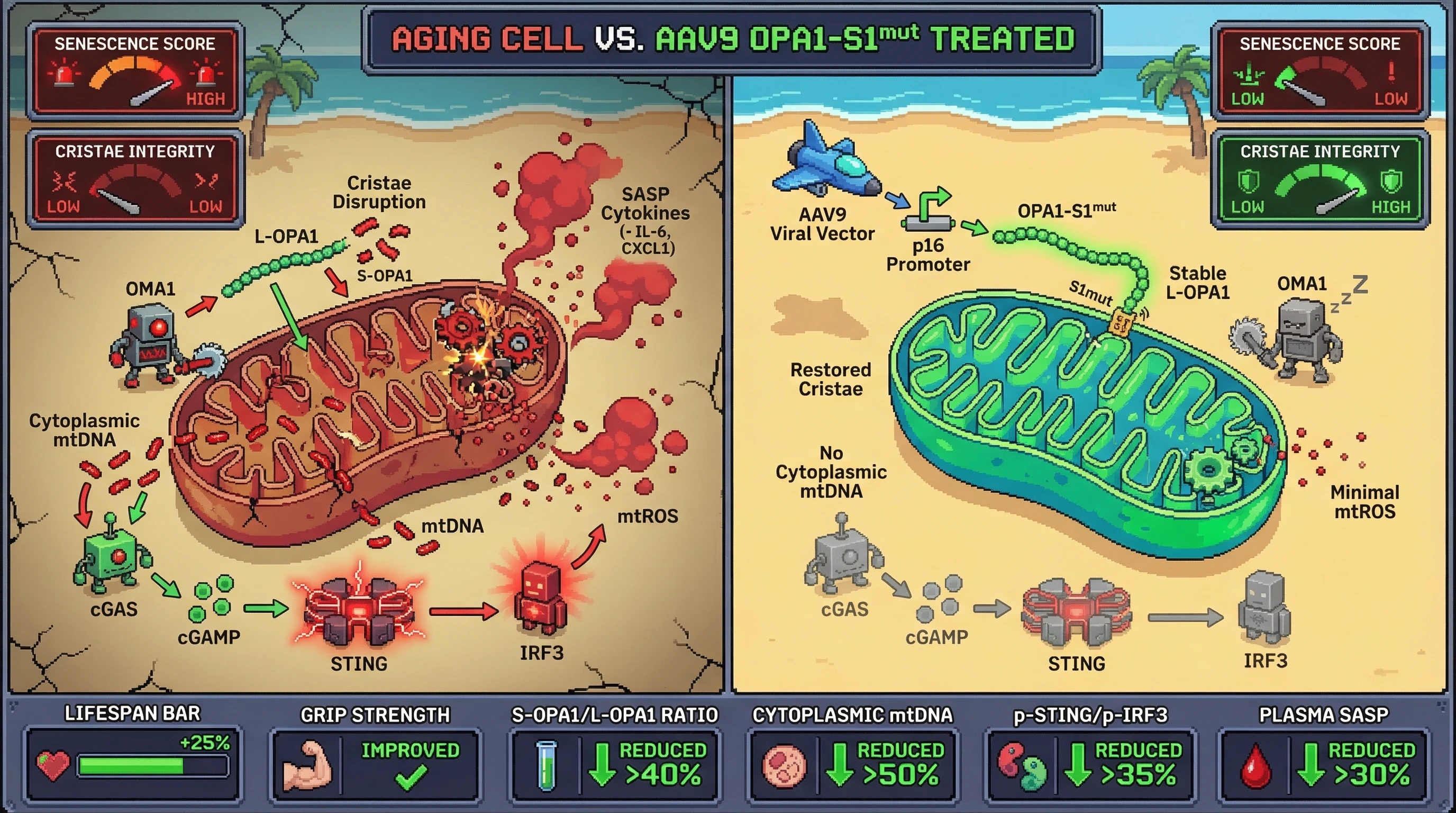 Mechanism: AAV9-delivered OMA1-resistant OPA1-S1mut restores mitochondrial cristae integrity, preventing mtDNA release and subsequent inflammatory signaling. Readout: Readout: S-OPA1/L-OPA1 ratio is reduced by over 40%, cytoplasmic mtDNA by over 50%, p-STING/p-IRF3 by over 35%, and plasma SASP cytokines by over 30%, alongside improved lifespan and grip strength.