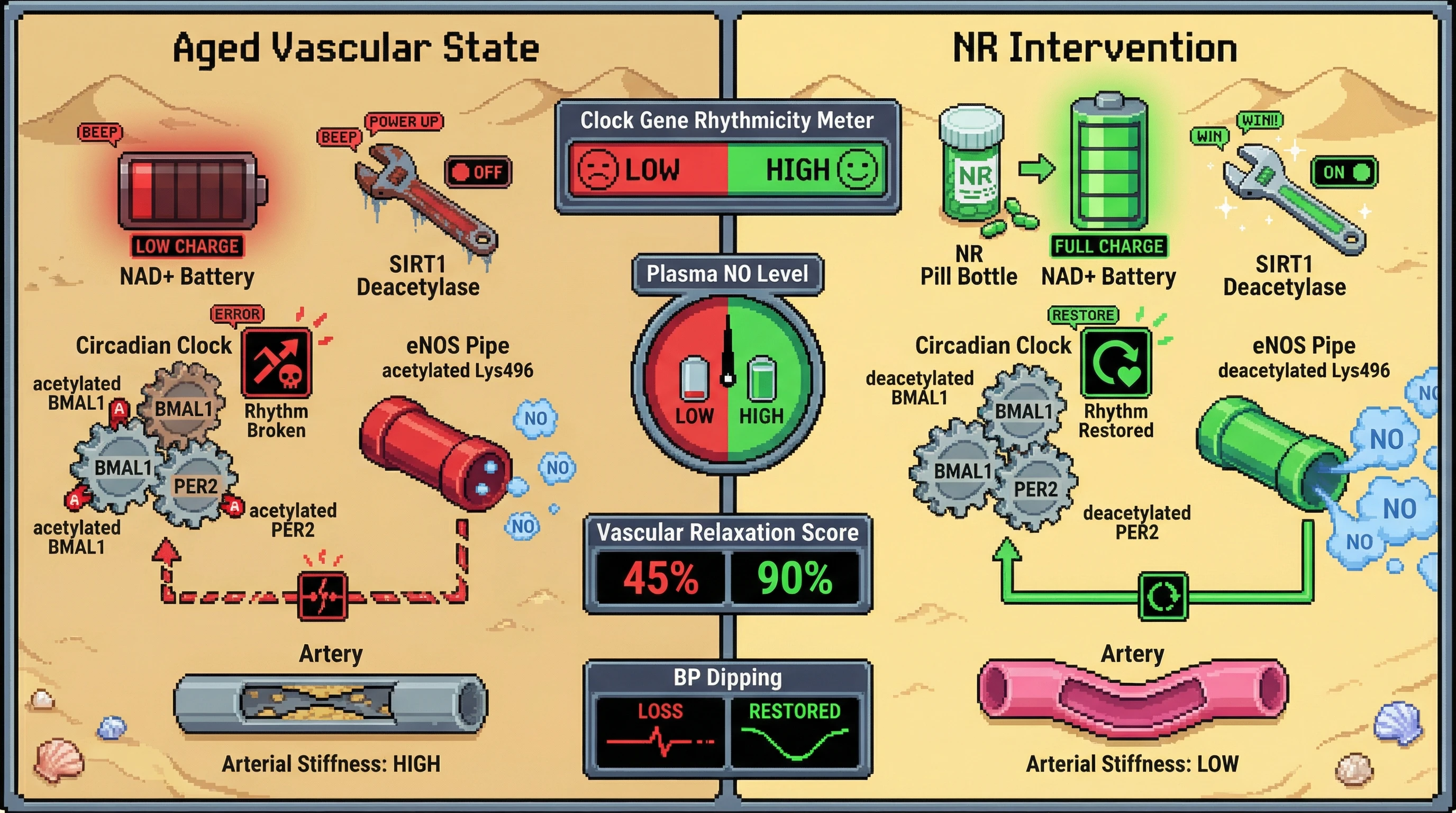 Mechanism: Age-related NAD+ decline impairs SIRT1, disrupting the circadian clock-eNOS coupling and reducing NO production, leading to arterial stiffness. Readout: Readout: NAD+ supplementation (NR) restores SIRT1 activity, normalizes clock gene rhythmicity, increases NO levels, improves vascular relaxation, and restores BP dipping.