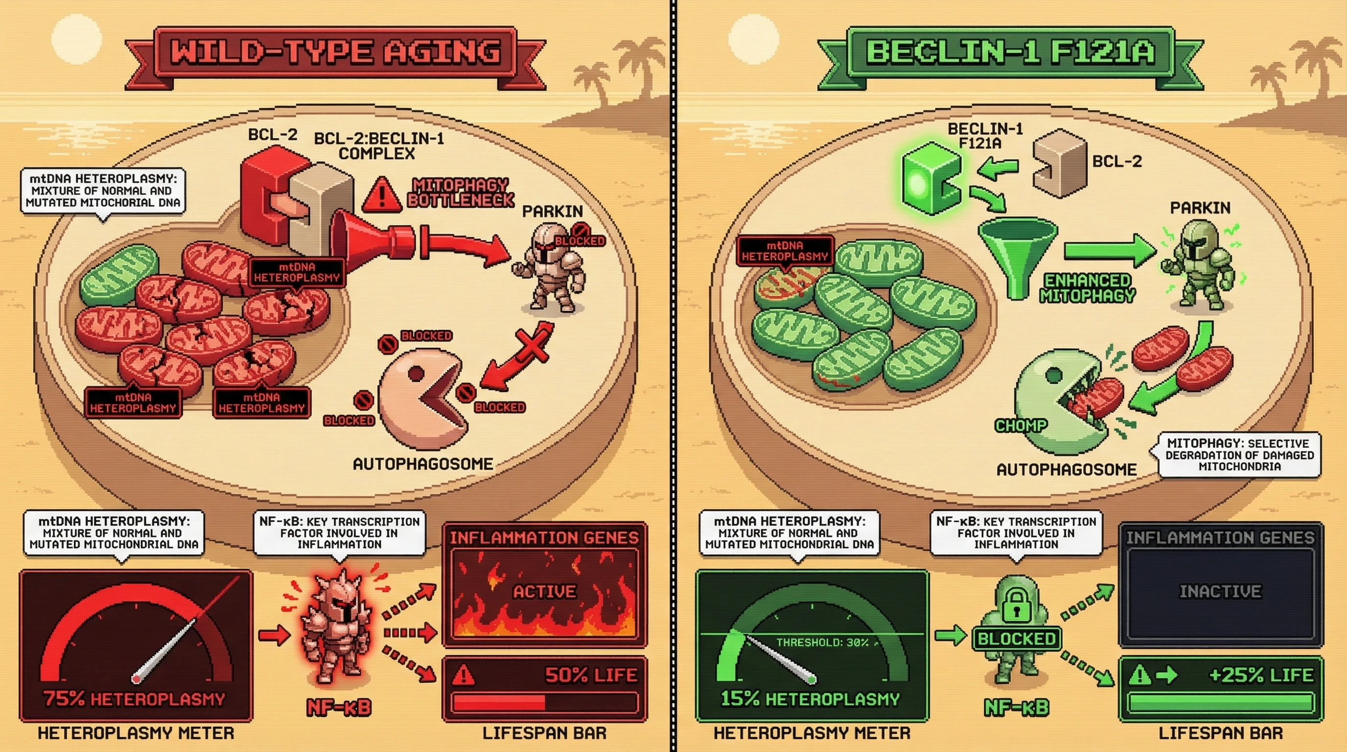 Infographic for: Beclin-1 F121A-Mediated Longevity Depends on Reducing mtDNA Heteroplasmy Below a Tissue-Specific Threshold