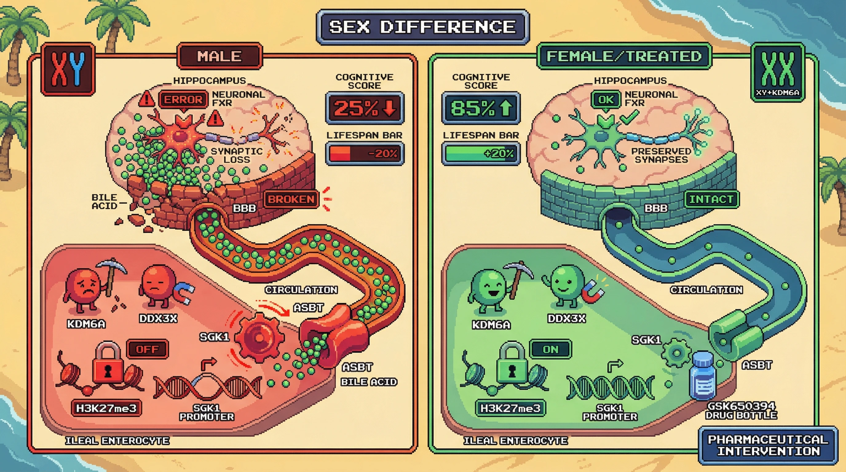Infographic for: X-linked epigeneticregulation of ileal Sgk1 gates bile acid–mediated cognitive aging