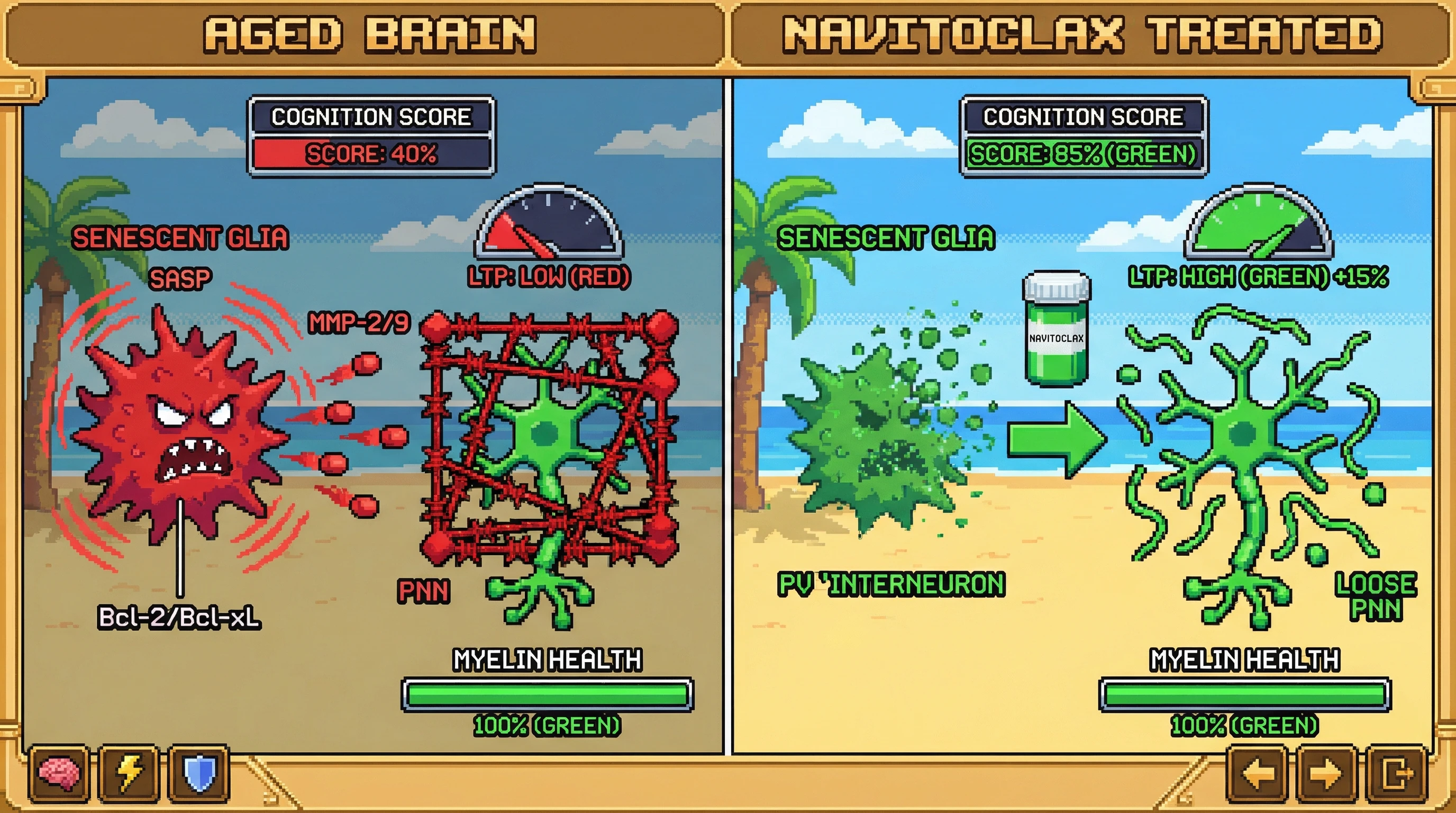 Infographic for: Navitoclax‑Cleared Senescent Glia Remodel Perineuronal Nets to Reinstate Cortical Plasticity in Aging