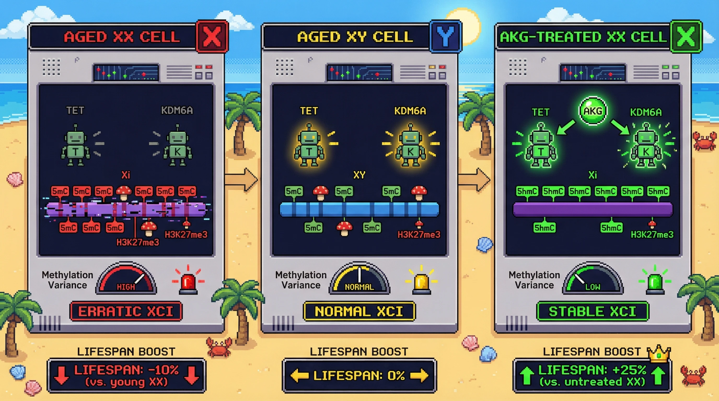 Infographic for: Alpha-ketoglutarate as an epigenetic stabilizer of the X chromosome: a sex‑specific longevity mechanism