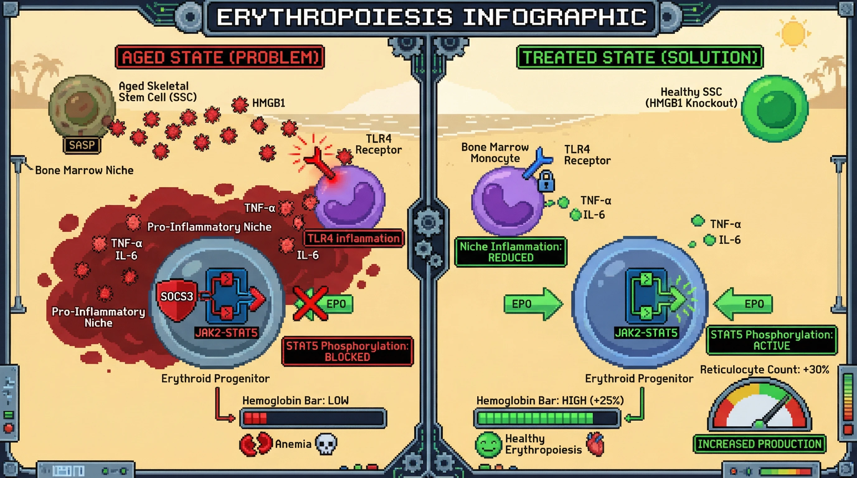Infographic for: HMGB1-mediated TLR4 activation in aged skeletal stem cells drives myeloid‑skewed niche inflammation and EPO resistance via SOCS3 induction in erythroid progenitors