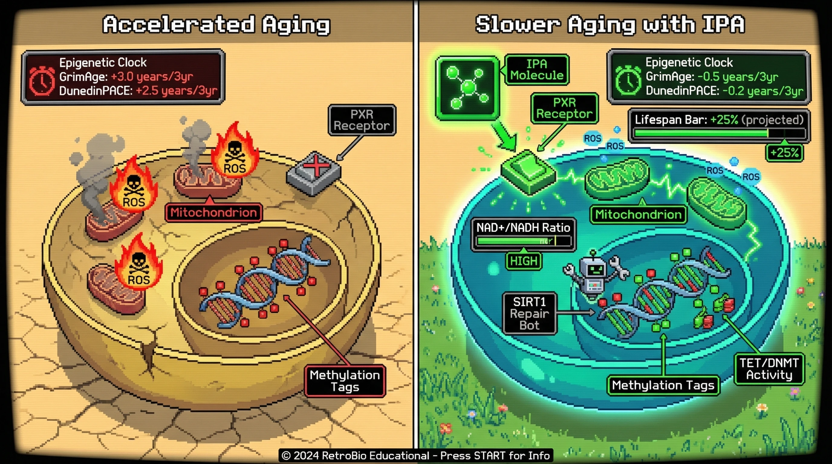 Infographic for: IPA as a Causal Modulator of Epigenetic Aging via PXR‑Dependent Mitochondrial Reprogramming