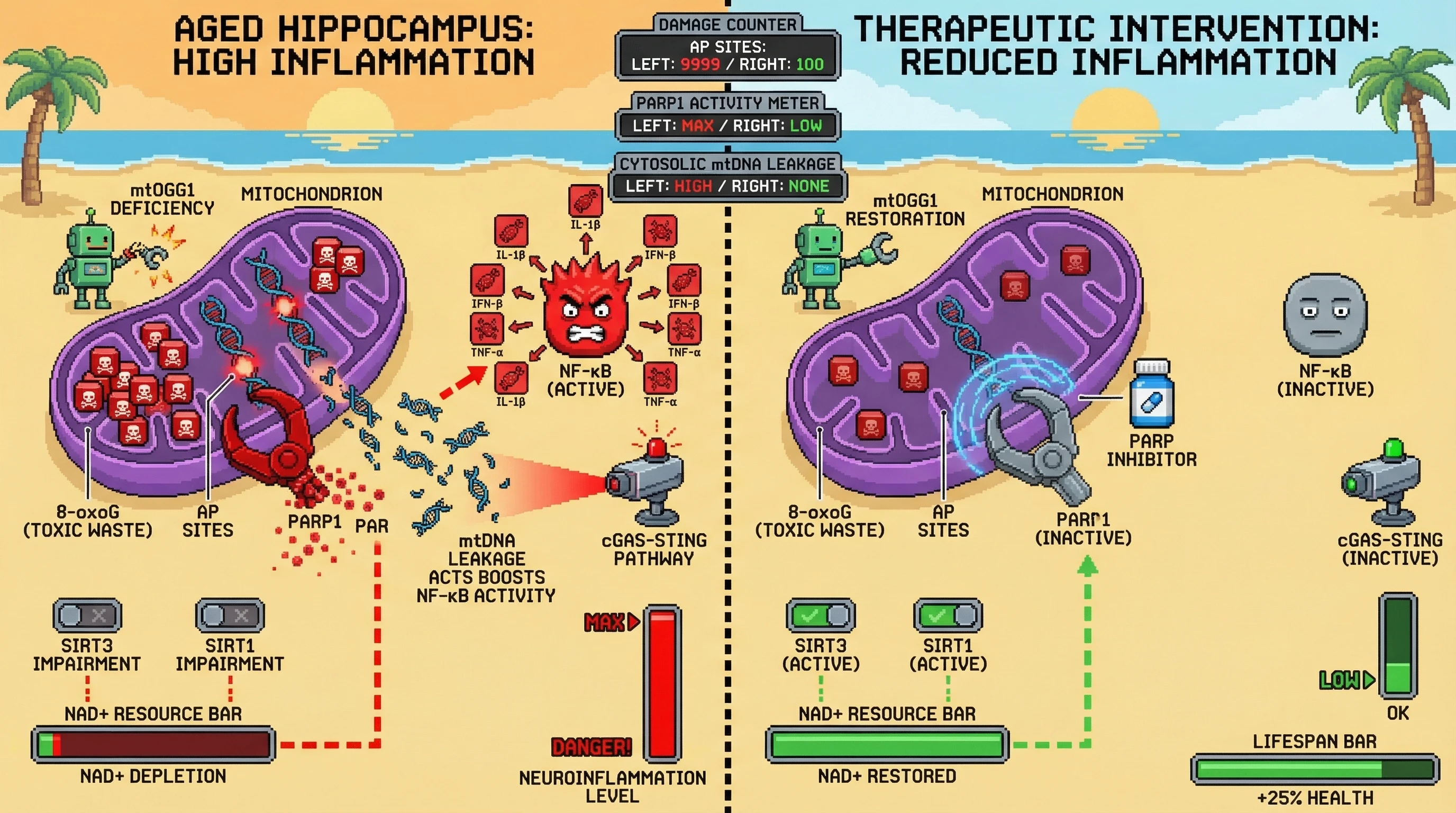 Infographic for: Mitochondrial OGG1 Deficiency Triggers cGAS‑STING Activation via Persistent AP Sites That Recruit PARP1 and Deplete NAD+, Amplifying Neuroinflammation in Aging Hippocampus