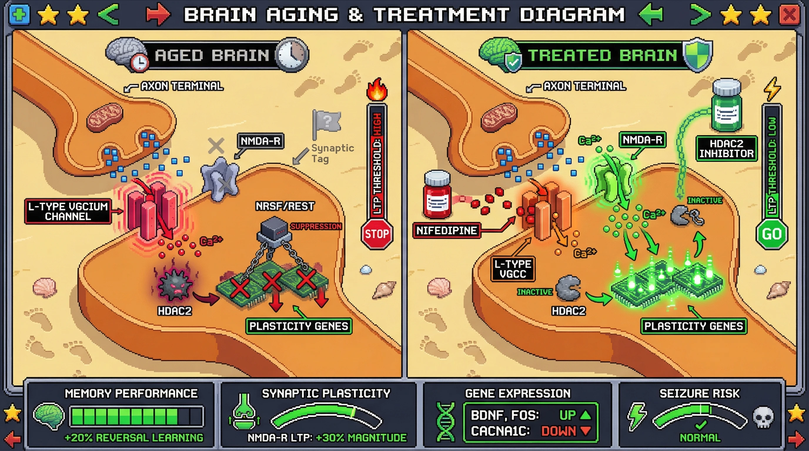 Infographic for: Controlled uncertainty via L‑type Ca2+ and HDAC2 dual targeting reverses age‑related over‑consolidation
