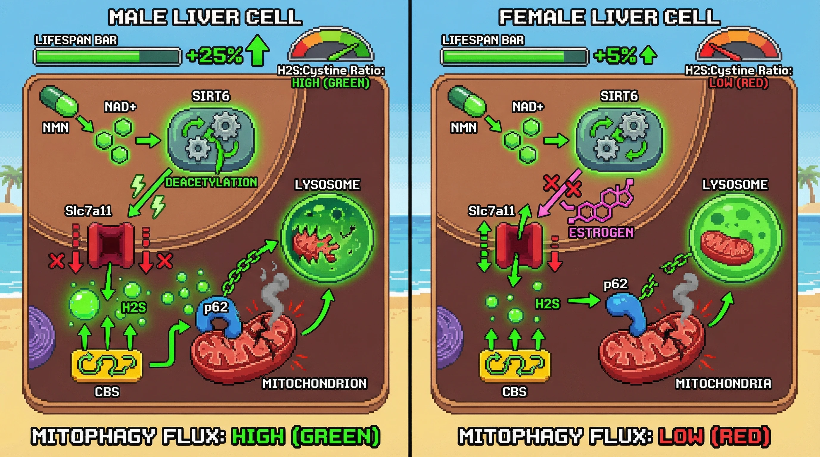Infographic for: NMN‑Activated SIRT6 Drives a Sex‑Specific Hepatic H2S‑p62 Mitophagy Axis to Extend Lifespan