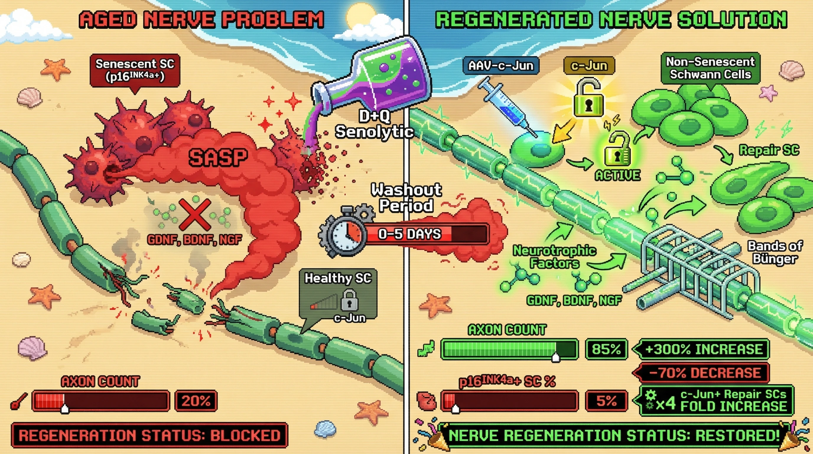 Infographic for: Hypothesis: Sequential senolytic clearance followed by c-Jun activation restores peripheral nerve regeneration in aged mammals