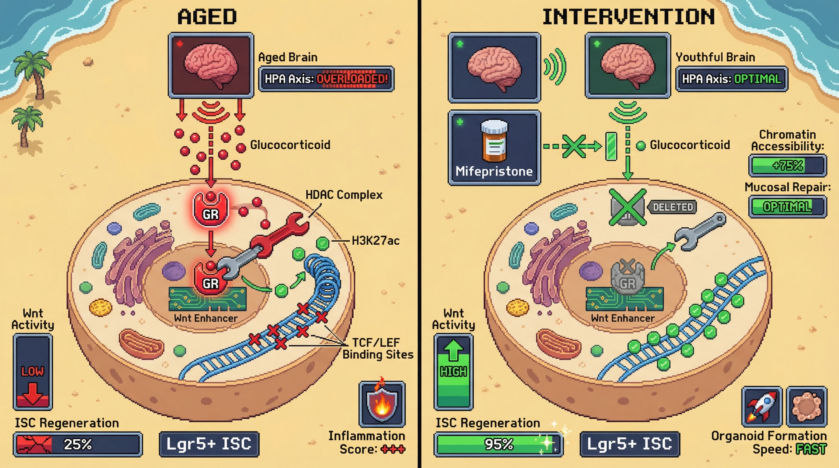 Mechanism: Aged brains drive elevated glucocorticoids, activating GR and HDAC in intestinal stem cells to close Wnt enhancers, reducing regenerative capacity. Readout: Readout: Interventions blocking GR or normalizing rhythms restore chromatin accessibility, increase Wnt activity, and improve ISC regeneration and mucosal repair.