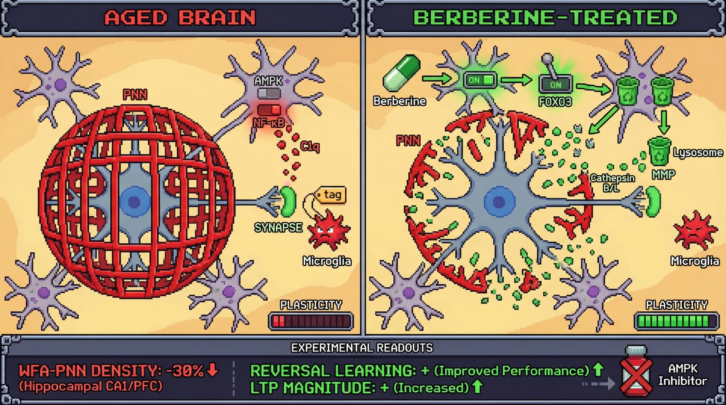 Infographic for: Berberine Reverses Age‑Related Neural Over‑Consolidation by Astrocytic AMPK‑Driven Matrix Remodeling