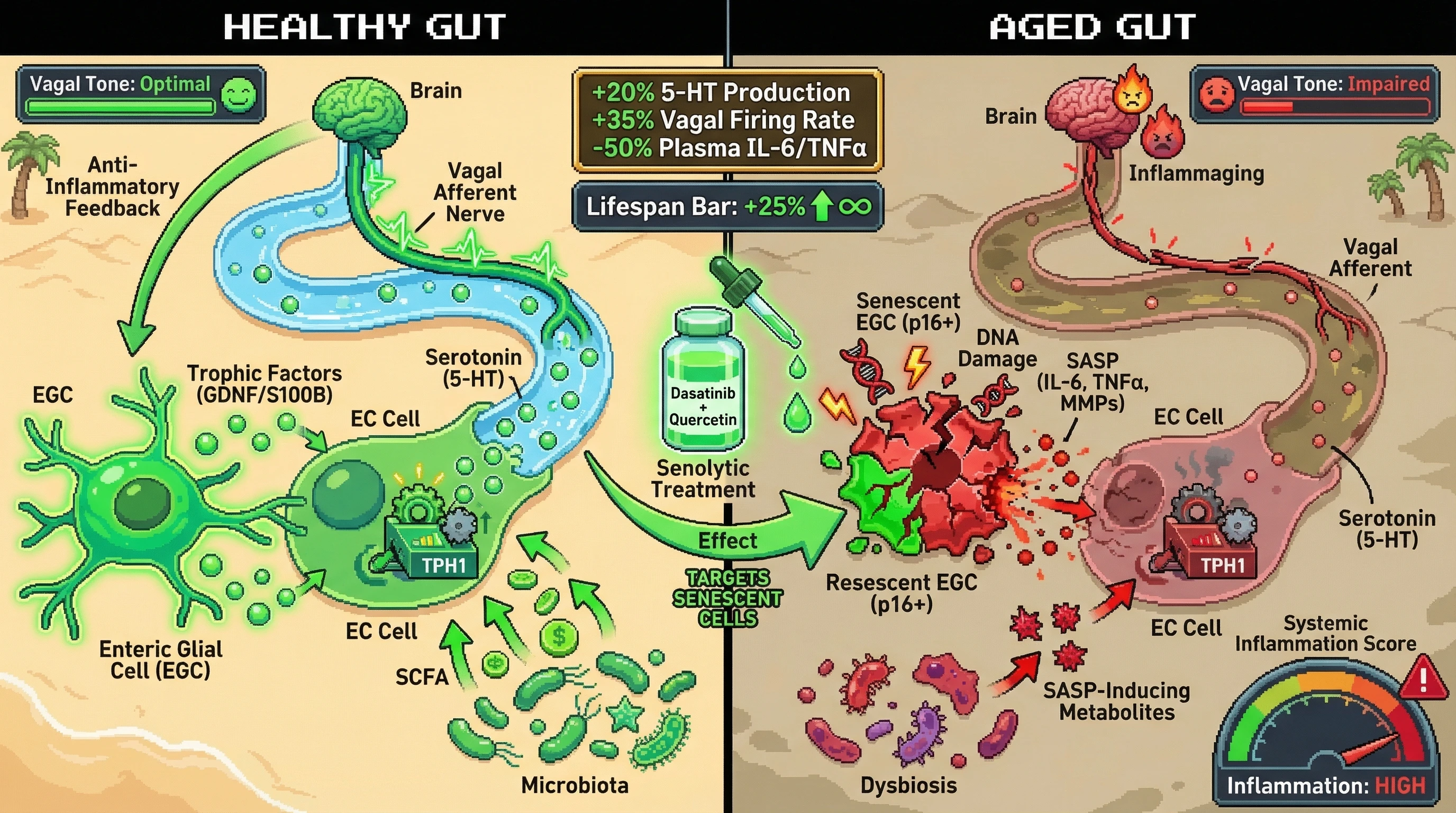 Mechanism: Senescent enteric glial cells (EGCs) disrupt serotonin production and vagal signaling, driving systemic inflammaging. Readout: Readout: Senolytic treatment restores colonic 5-HT, increases vagal nerve activity, and reduces inflammatory cytokines, extending lifespan.