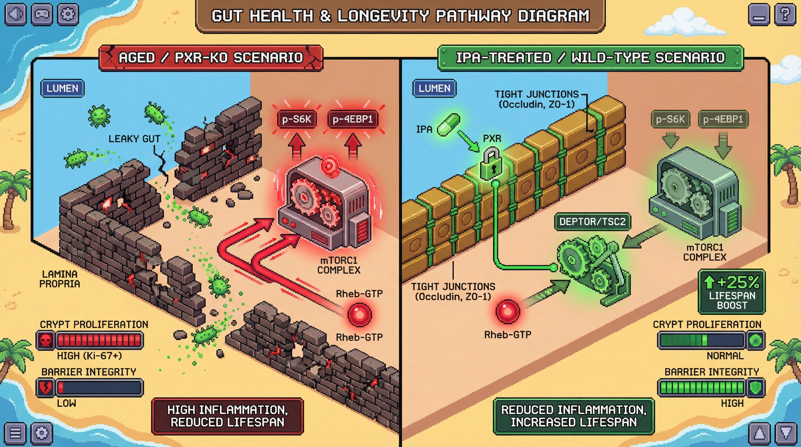 Infographic for: IPA‑PXR signaling tunes intestinal epithelial mTORC1 to balance barrier repair with proliferative growth
