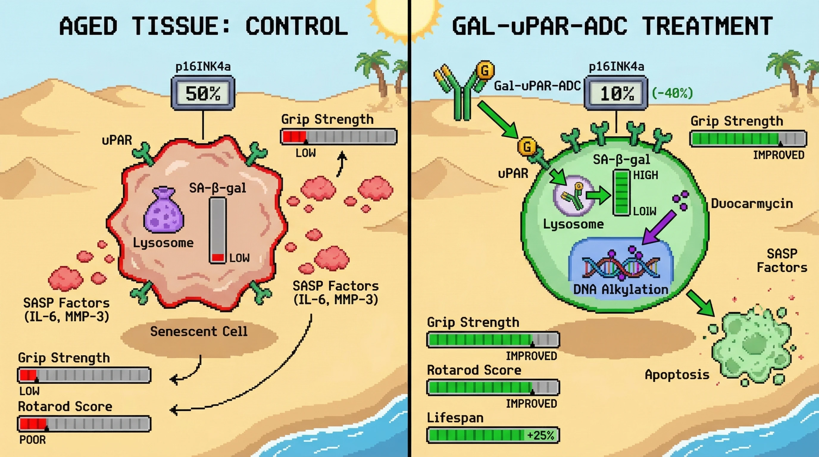 Mechanism: The Gal-uPAR-ADC targets senescent cells via surface uPAR and is activated by lysosomal SA-β-gal, releasing duocarmycin to induce apoptosis. Readout: Readout: This dual-lock approach reduces p16^INK4a^-positive cell burden by over 40% and decreases circulating SASP factors, leading to improved physical performance.