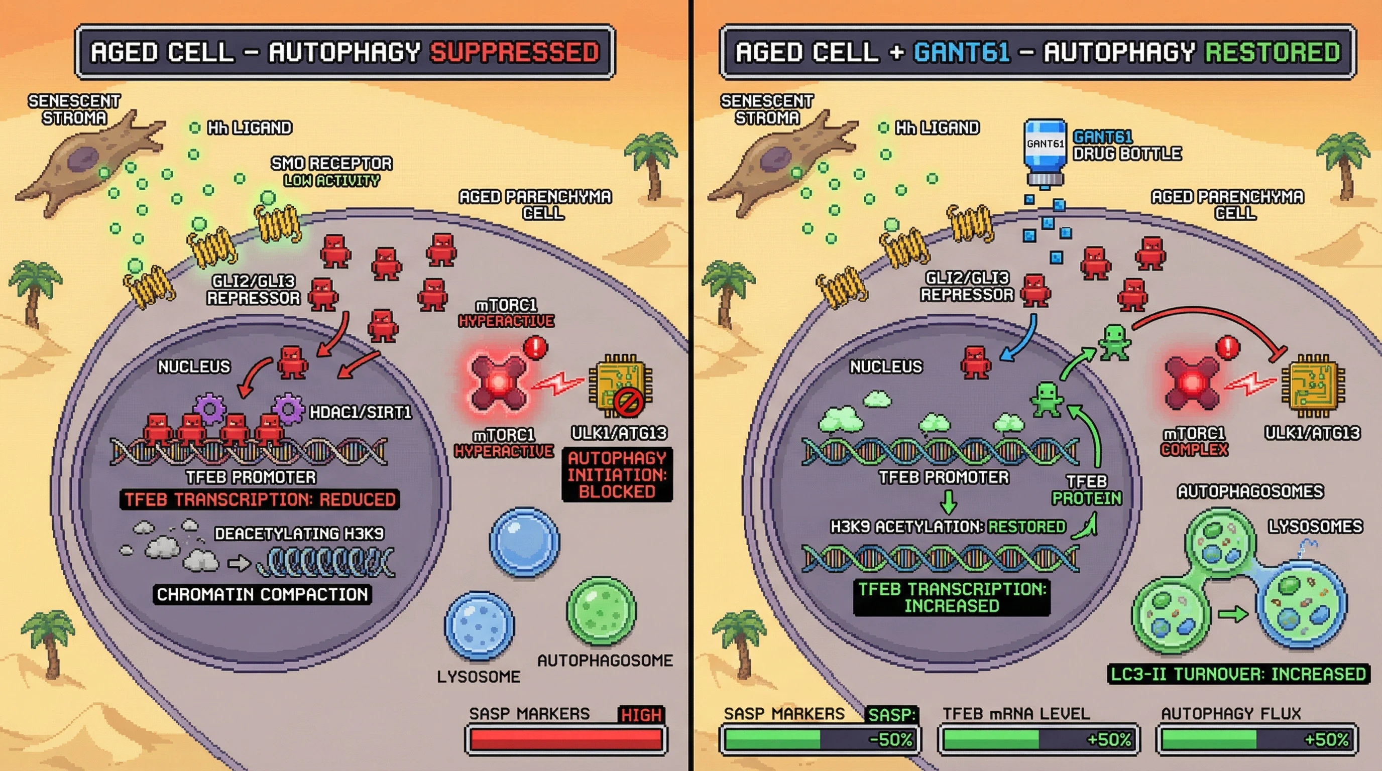 Infographic for: GLI2/GLI3 Repressor Complexes Directly Silence TFEB to Suppress Autophagy in Aging