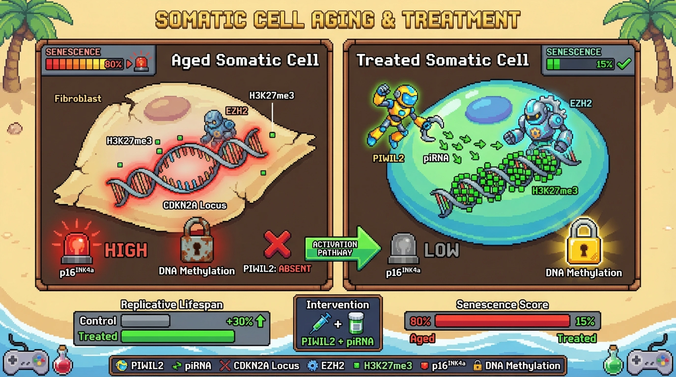 Infographic for: piRNA‑Guided PRC2 Reinforcement as a Germline‑Like Strategy to Sustain CDKN2A Silencing in Somatic Cells