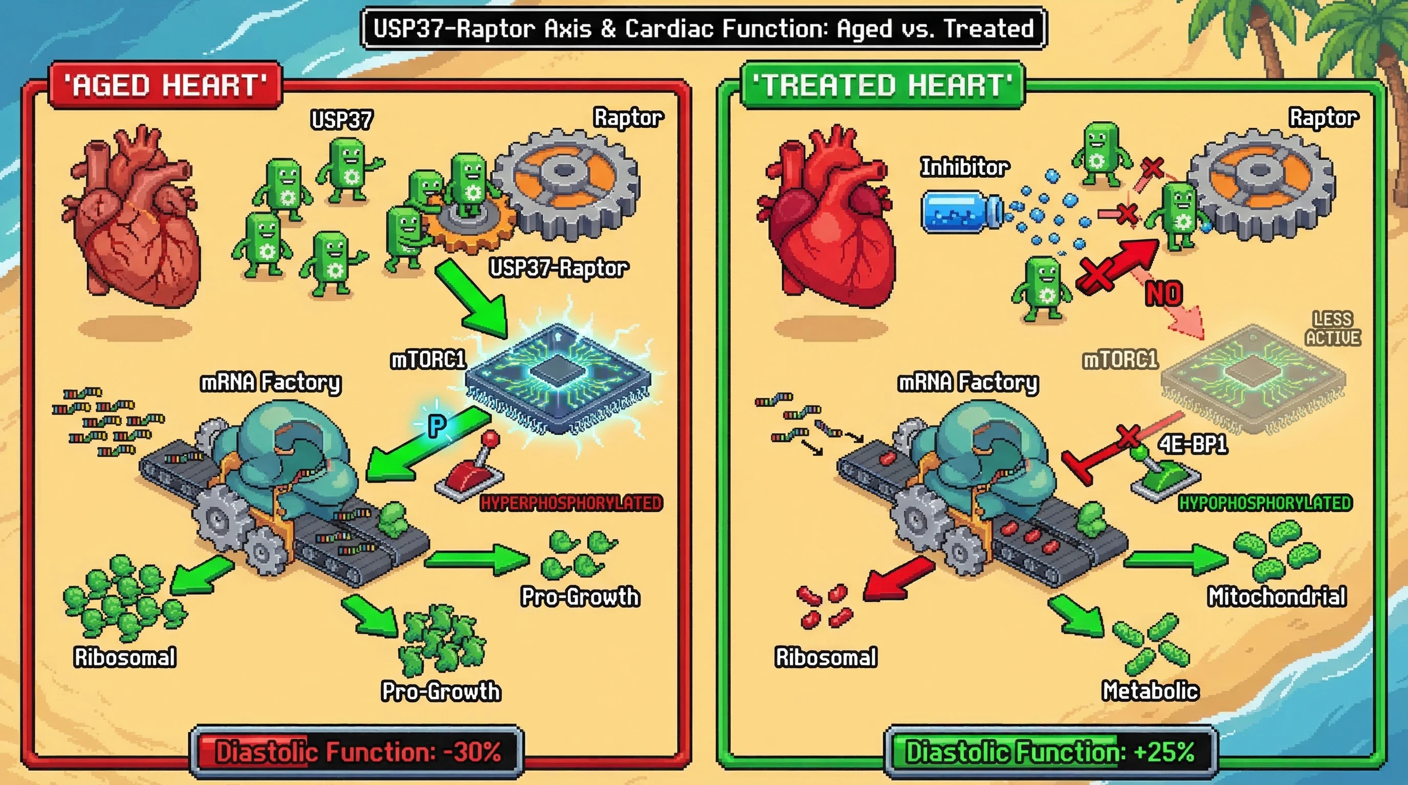 Mechanism: In aged hearts, high USP37-Raptor activity hyperphosphorylates 4E-BP1, promoting ribosomal protein translation; local inhibition of USP37-Raptor restores 4E-BP1 repression and shifts translation to metabolic proteins. Readout: Readout: This intervention is predicted to rescue diastolic function by +25% and reduce pathologic ribosomal biogenesis.